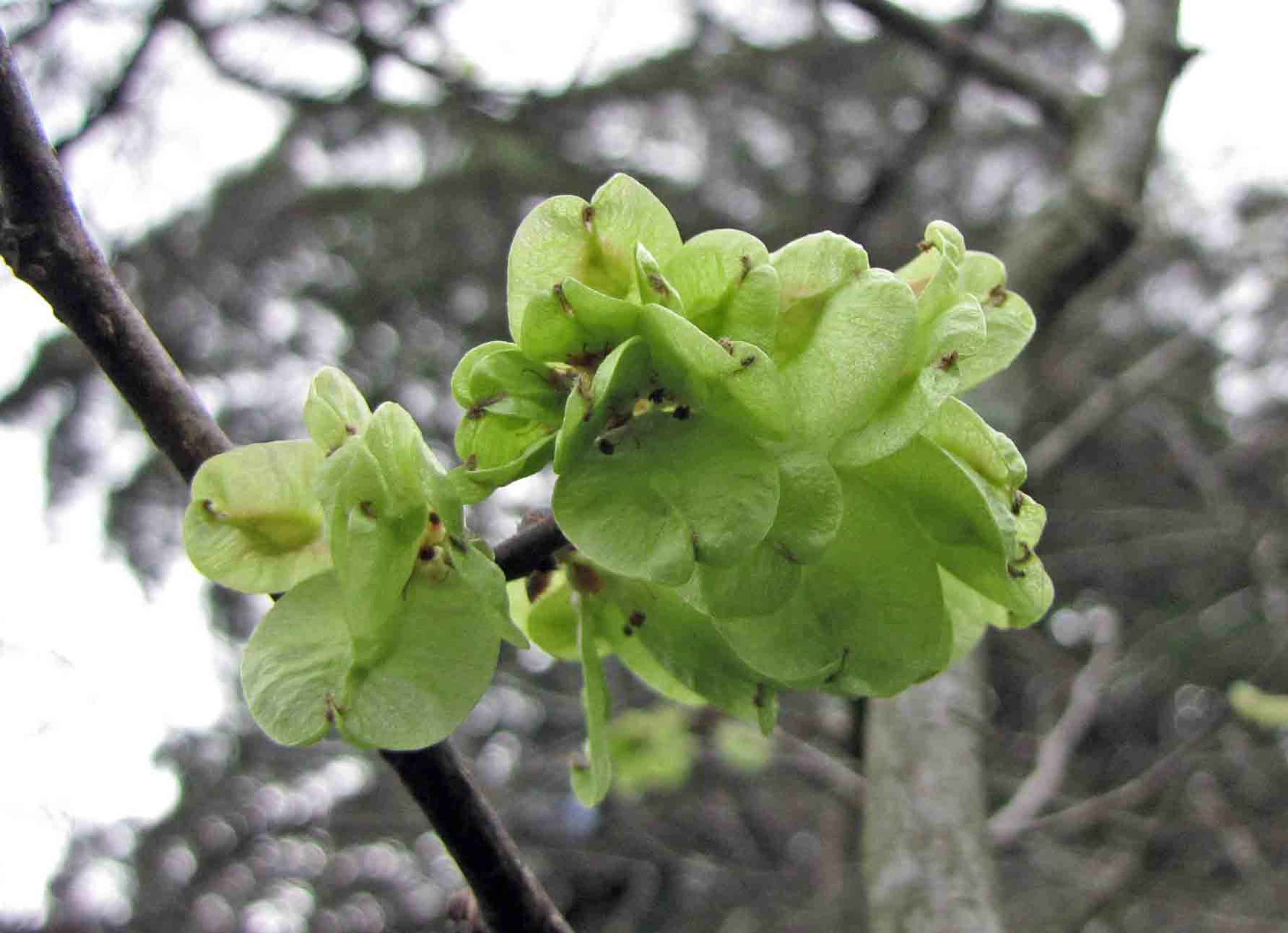 English Elm (Ulmus Procera) — which are oval to oblong in shape