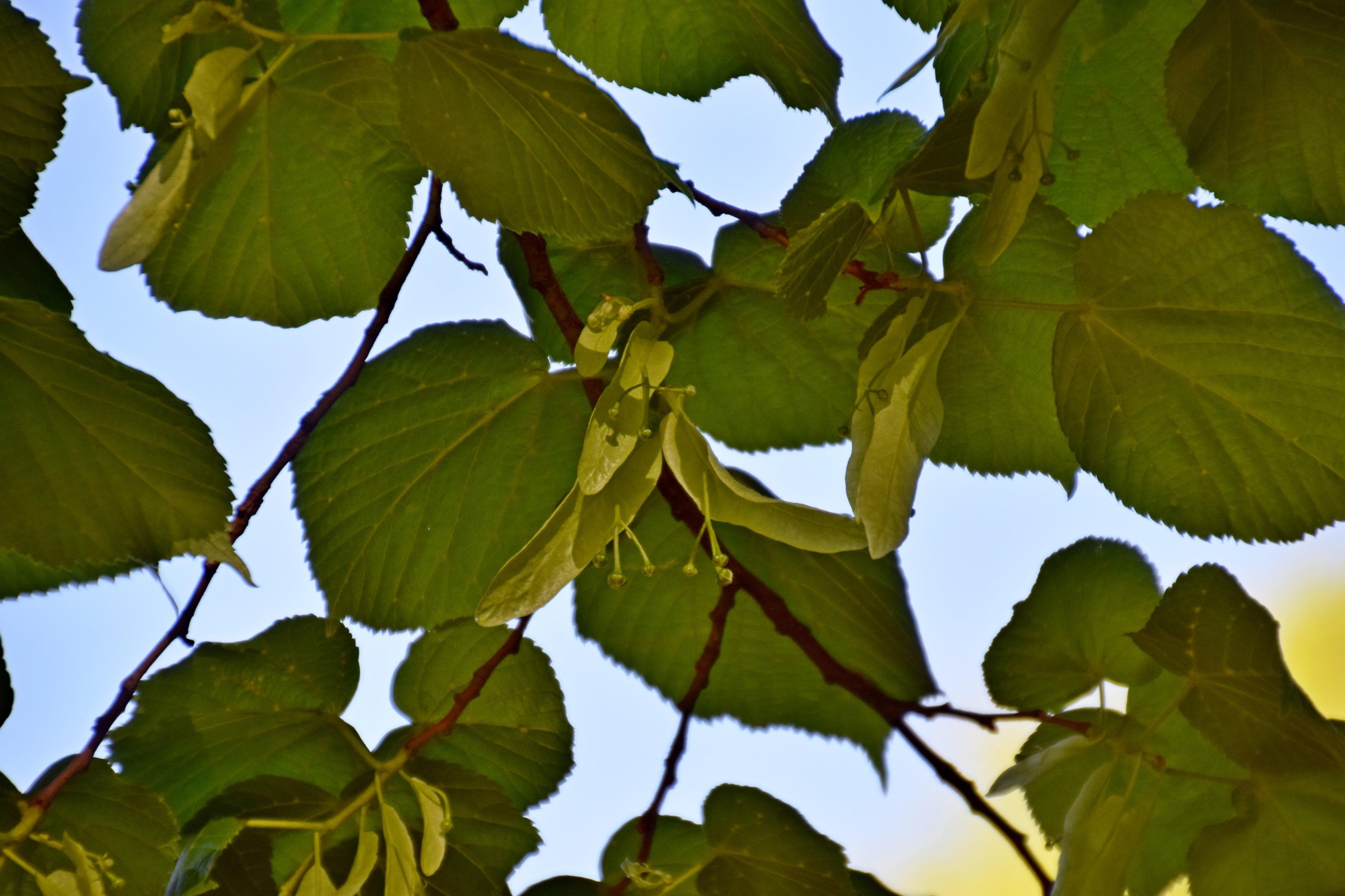 English Elm (Ulmus Procera) — the English Elm is adorned with dark green leaves; this elm species presents a commanding presence in any landscape design