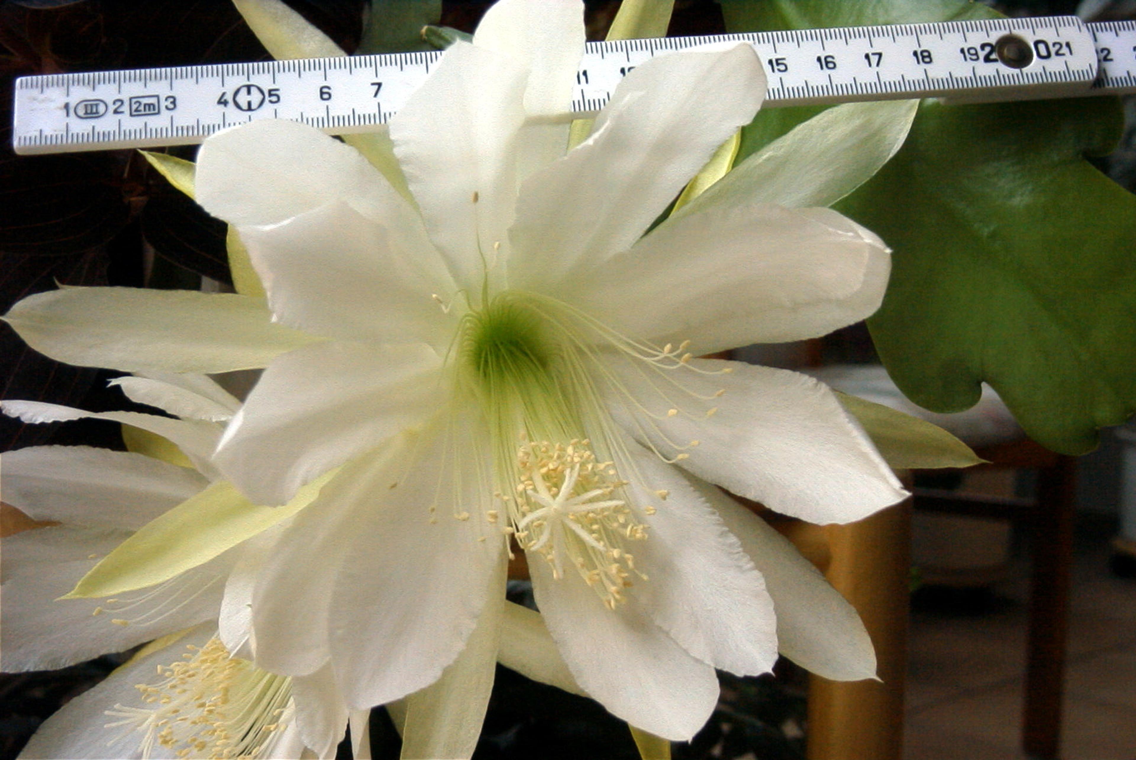 Orchid Cactus, Pond-Lily Cactus (Epiphyllum Hybrid) — leaf-like stems that can extend outward up to 2 to 4 feet