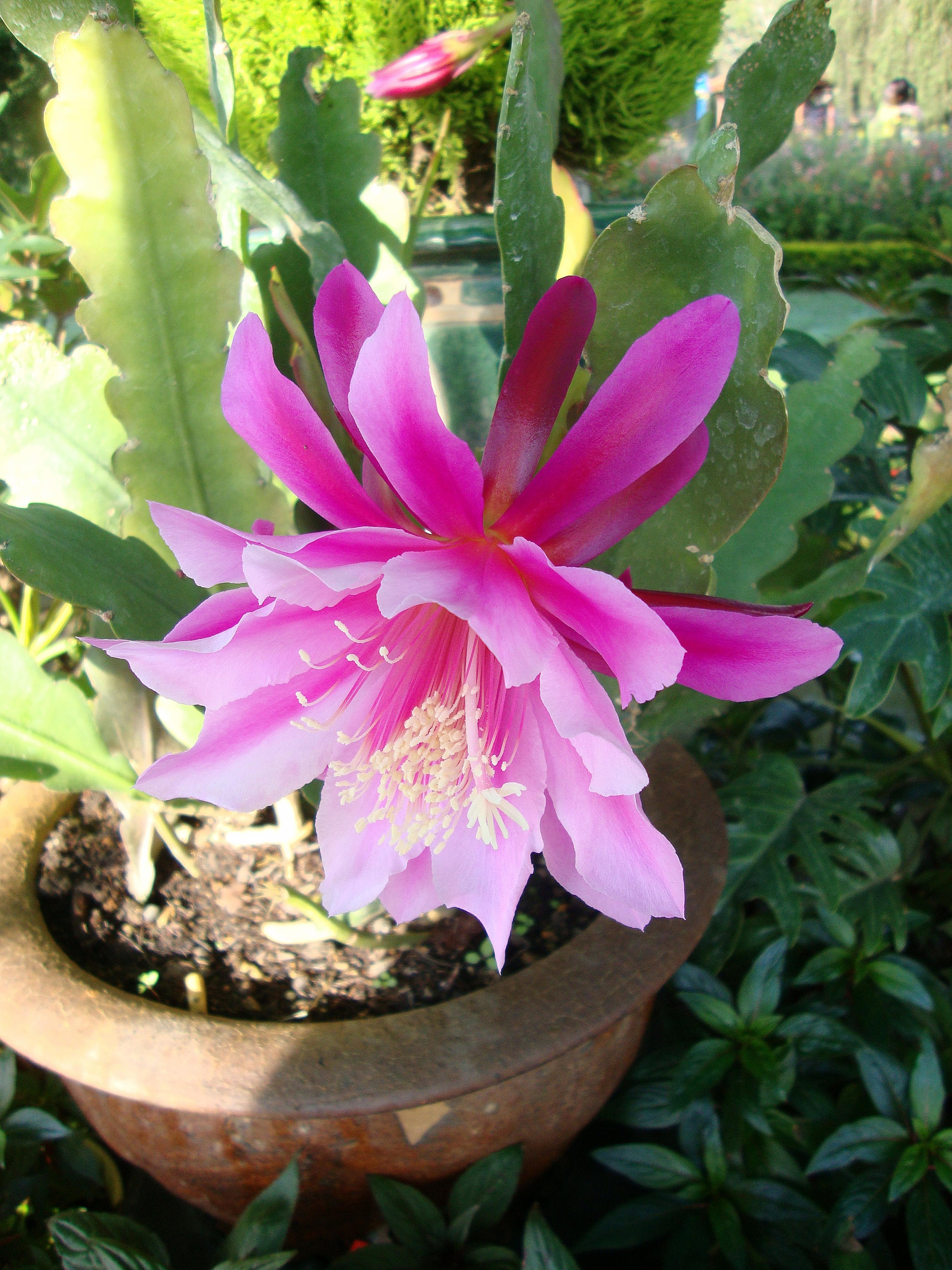 Orchid Cactus, Pond-Lily Cactus (Epiphyllum Hybrid) — large flowers ranging from 5 to 10 inches across; it requires a support structure for its sprawling