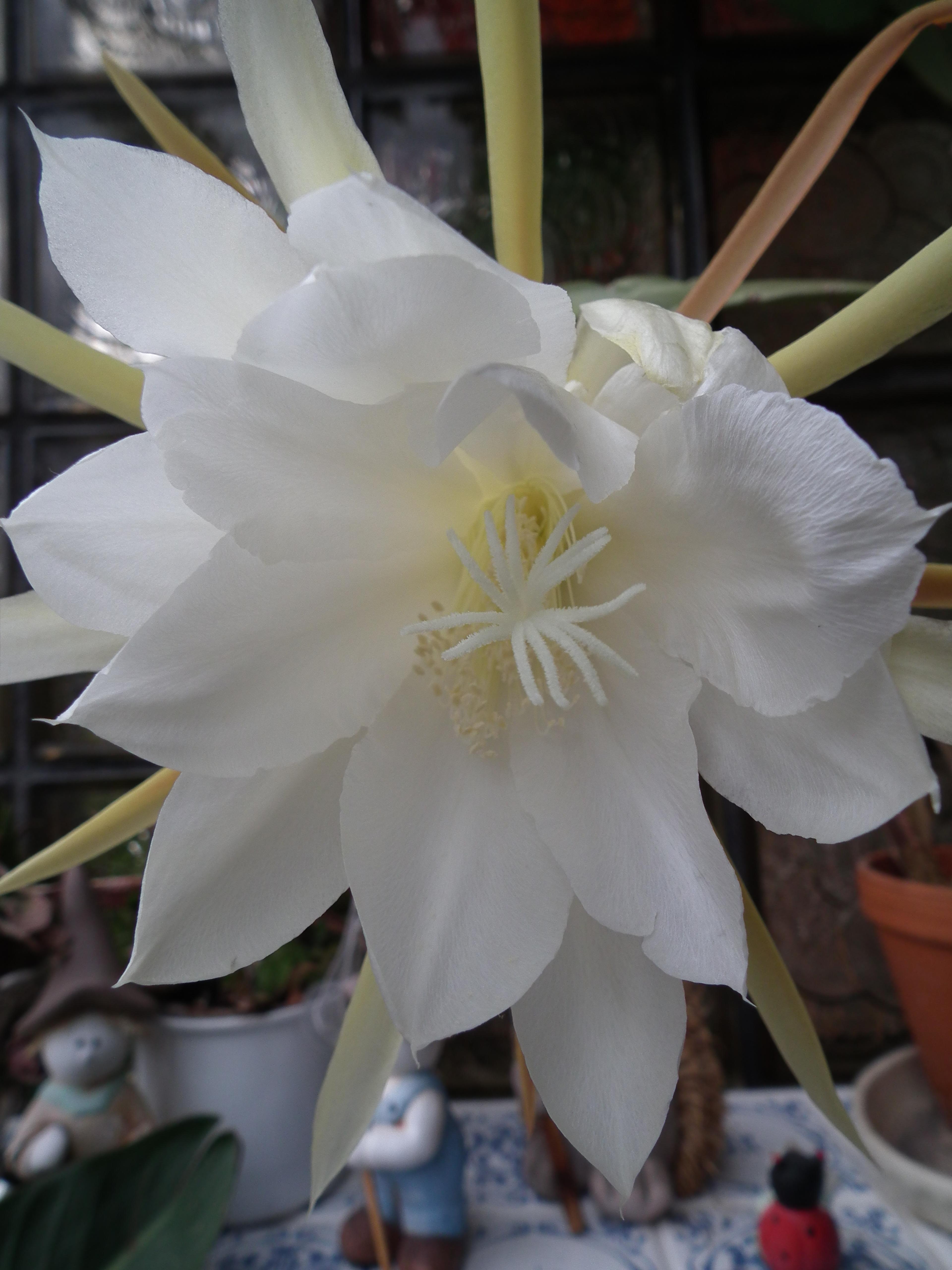 Orchid Cactus, Pond-Lily Cactus (Epiphyllum Hybrid) — commonly termed Orchid or Pond-Lily Cacti