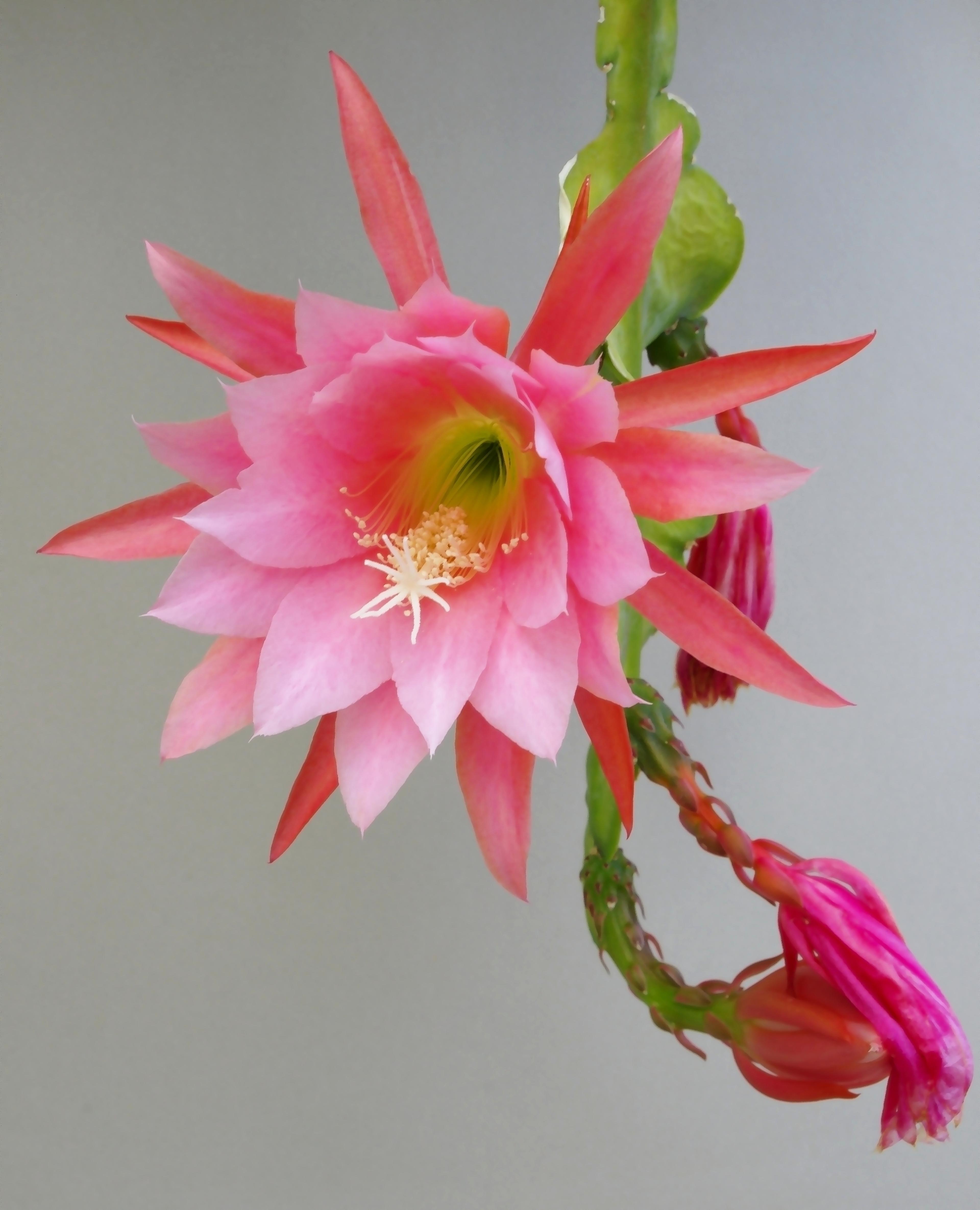 Orchid Cactus, Pond-Lily Cactus (Epiphyllum Hybrid) — Direct sunlight may scorch its foliage