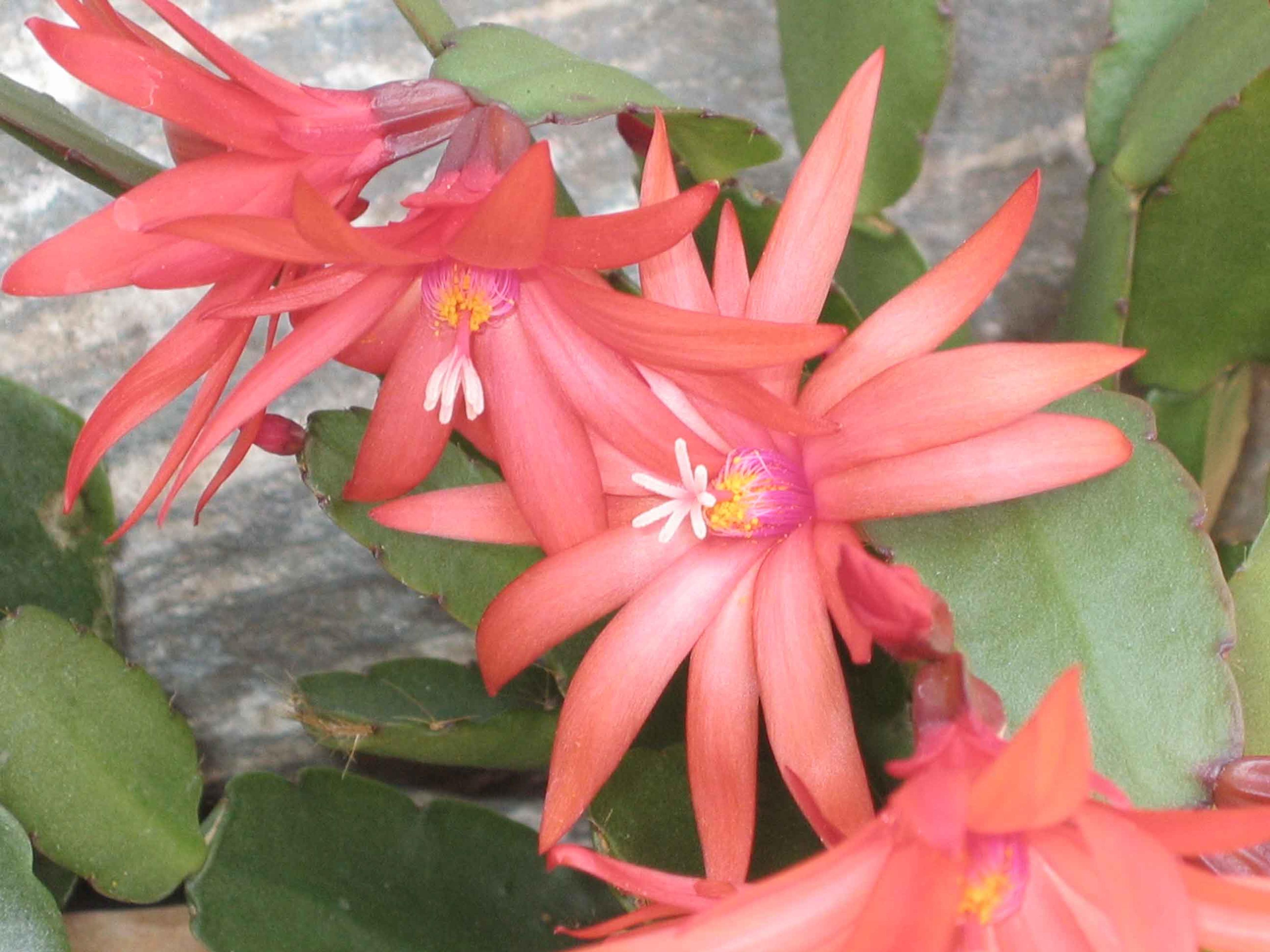Orchid Cactus, Pond-Lily Cactus (Epiphyllum Hybrid) — as it is prone to rot with excessive moisture.<br><br>Overall