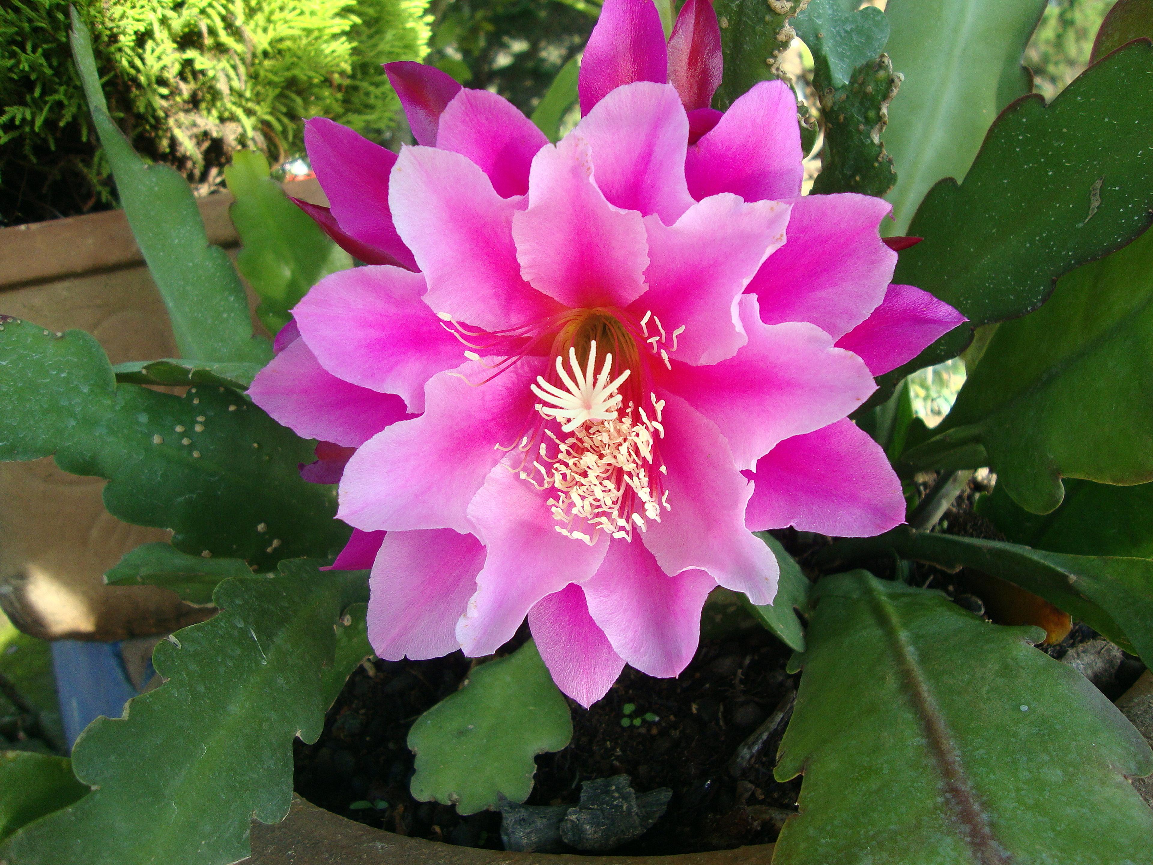Orchid Cactus, Pond-Lily Cactus (Epiphyllum Hybrid) — cactus for half or shade