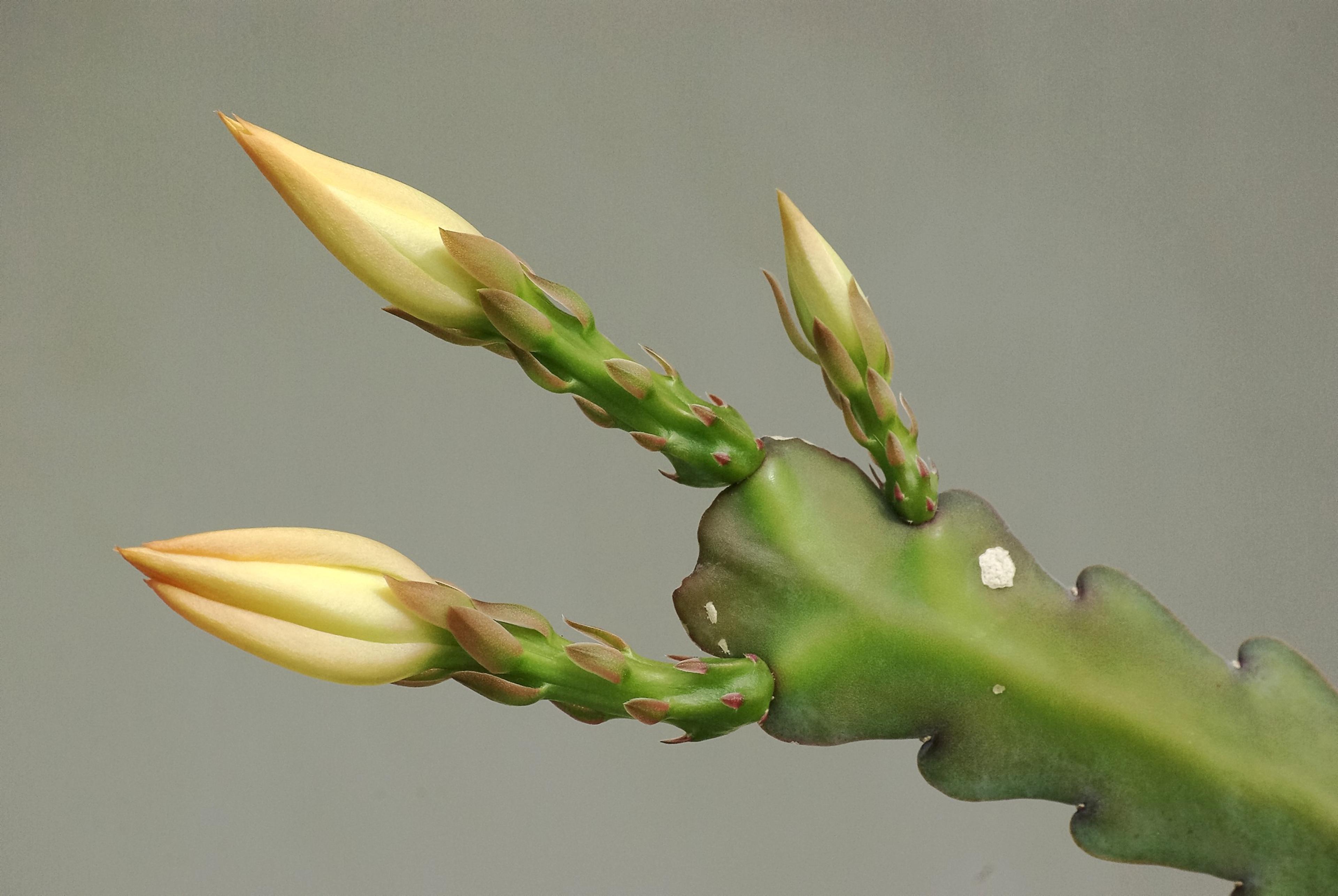 Orchid Cactus, Pond-Lily Cactus (Epiphyllum Hybrid) — Watering should be done sparingly