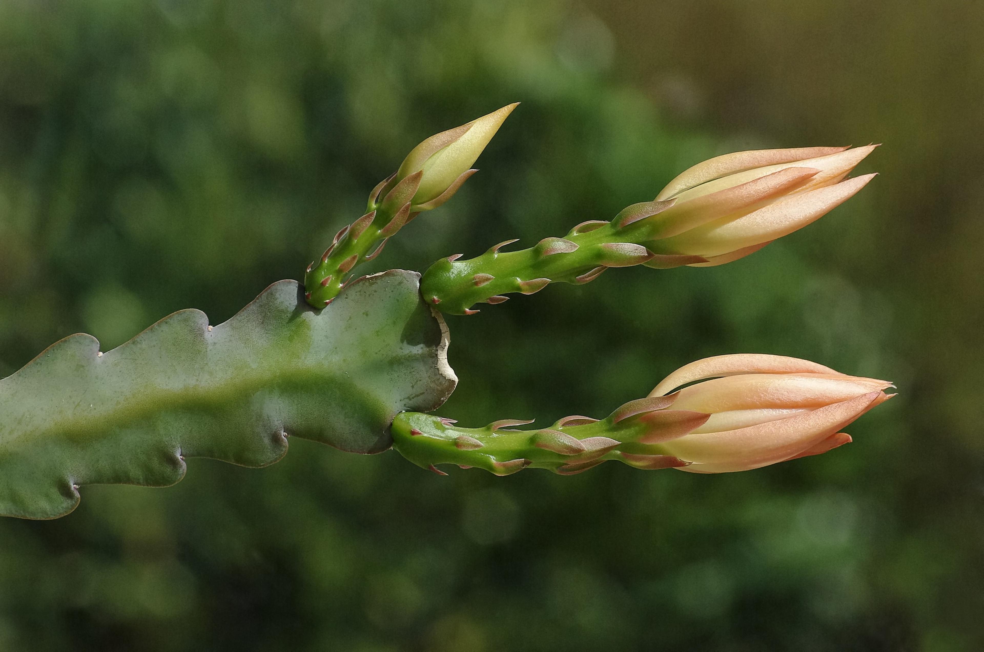 Orchid Cactus, Pond-Lily Cactus (Epiphyllum Hybrid) — are noted for their spectacular