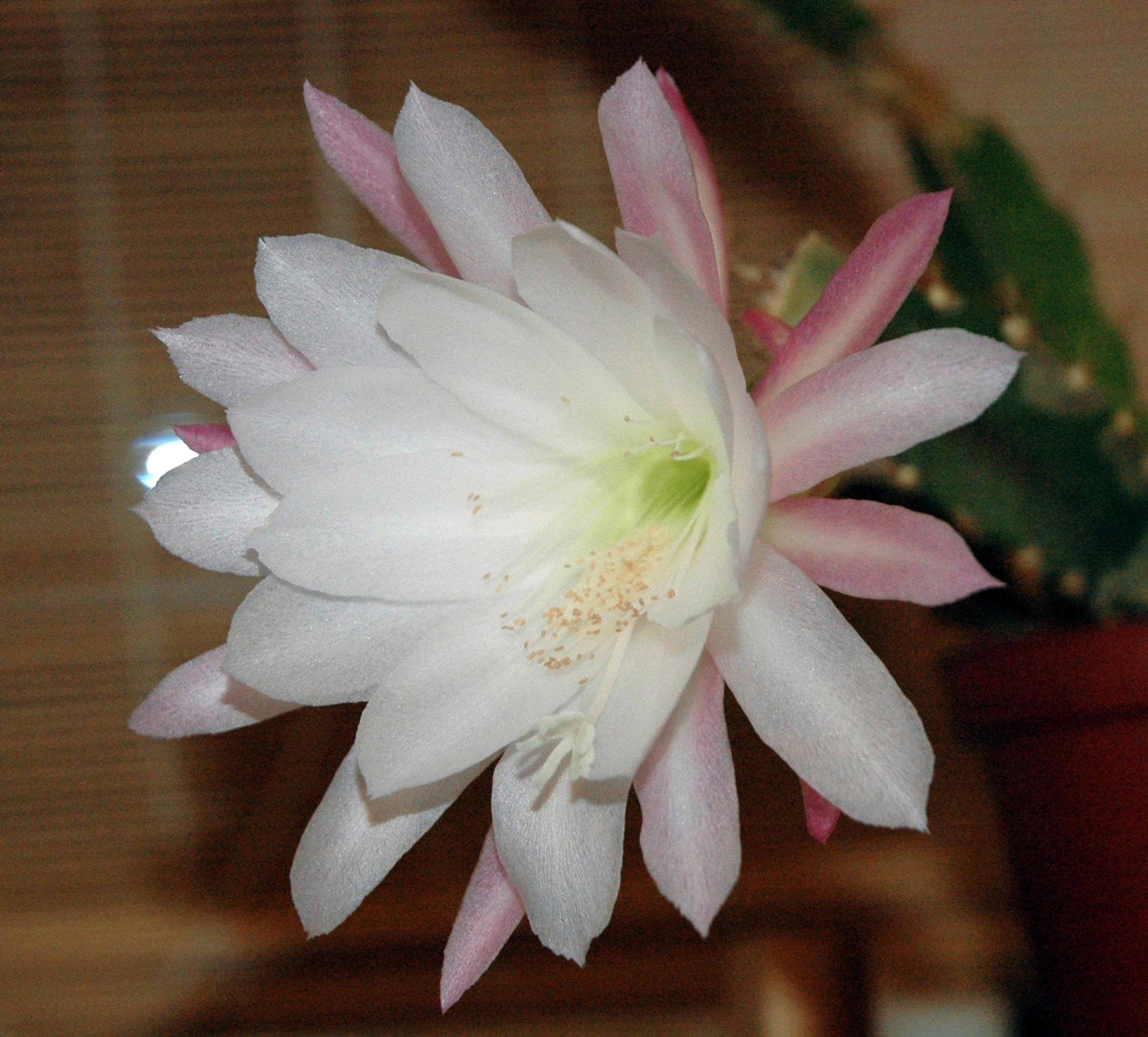 Orchid Cactus, Pond-Lily Cactus (Epiphyllum Hybrid) — Blooming mainly in late spring to early summer