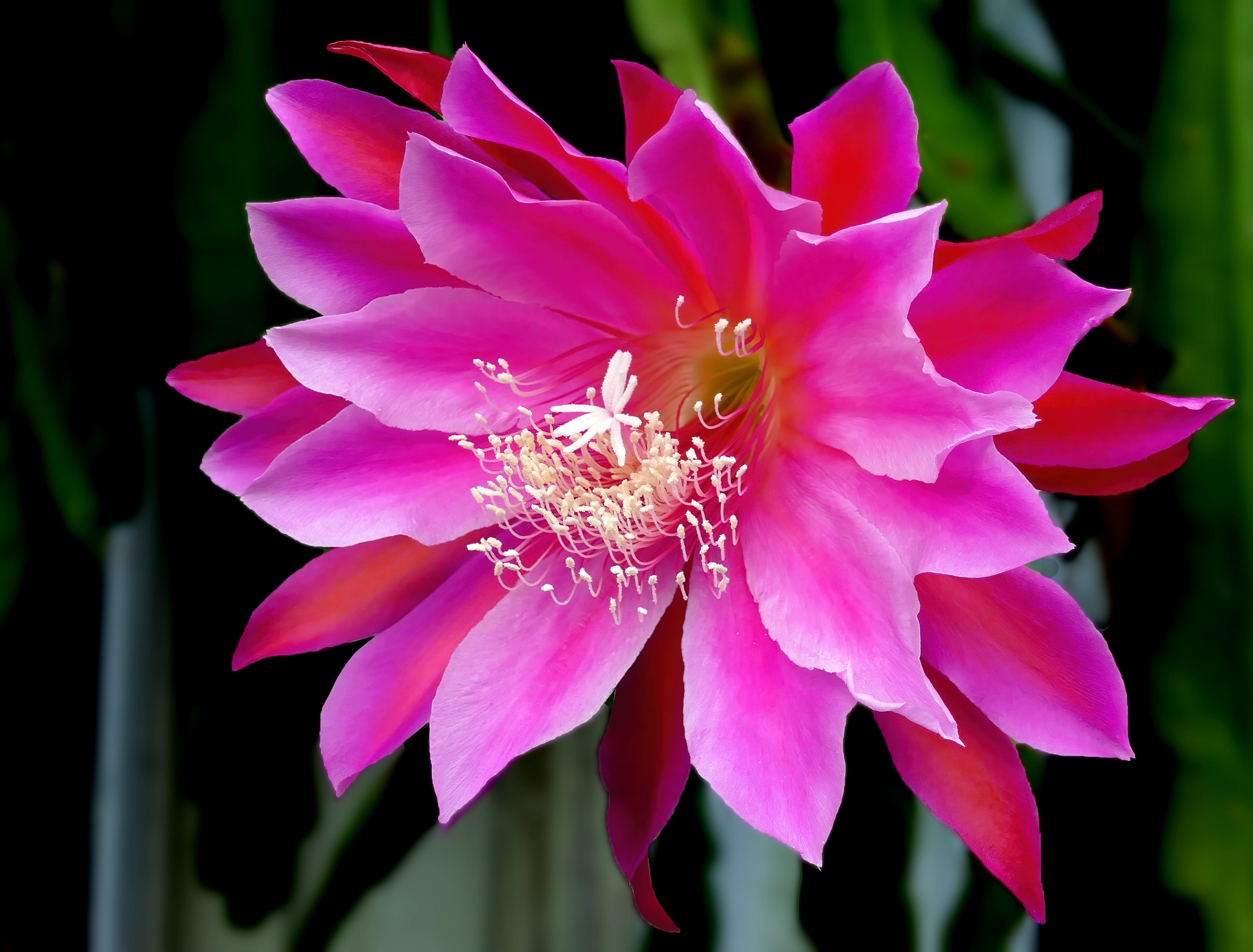 Orchid Cactus, Pond-Lily Cactus (Epiphyllum Hybrid) — Its blossoms can range from 5 to 10 inches in diameter and display a vibrant array of colors such as white