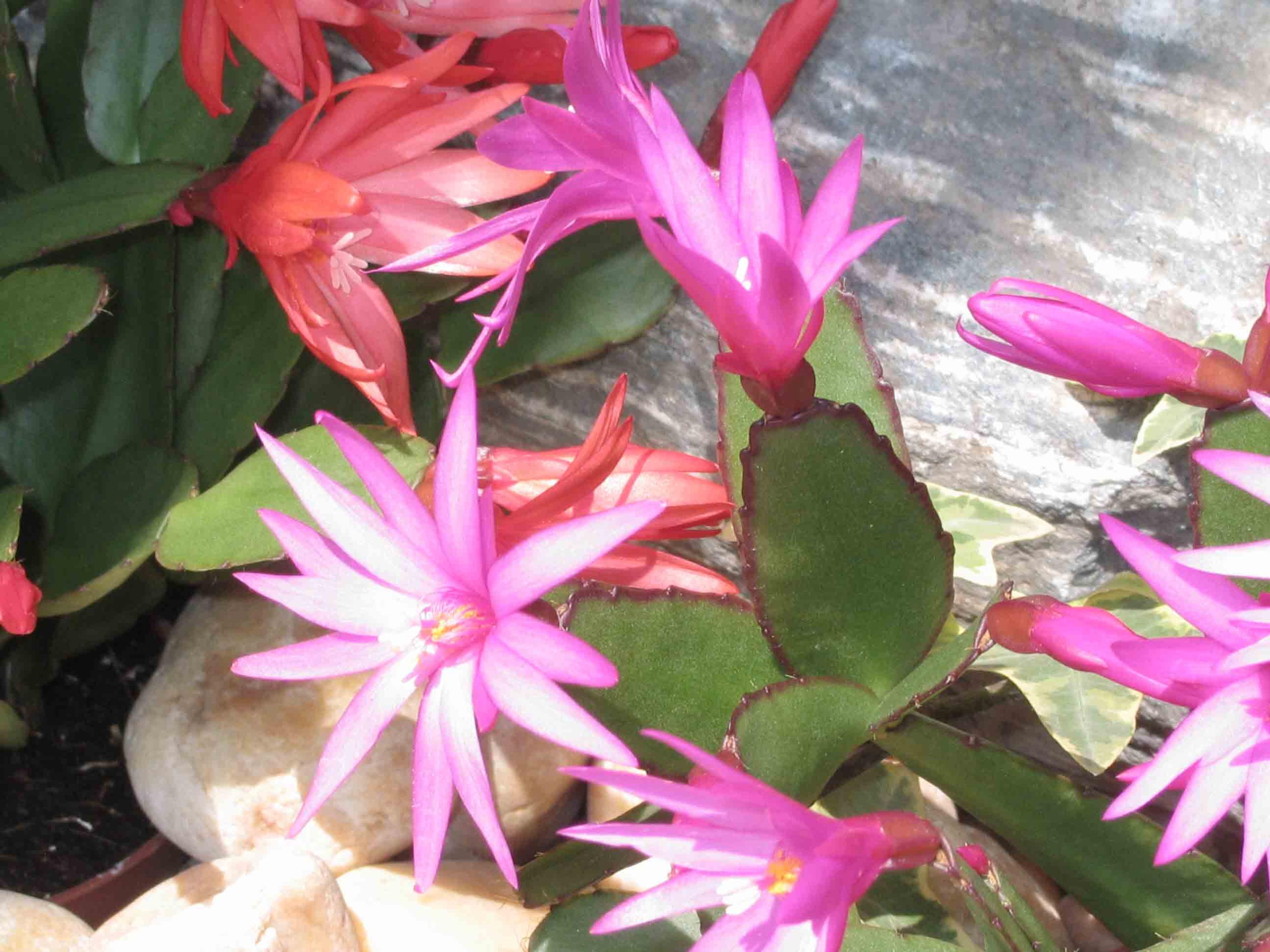 Orchid Cactus, Pond-Lily Cactus (Epiphyllum Hybrid) — they make stunning potted specimens for patios or hanging baskets