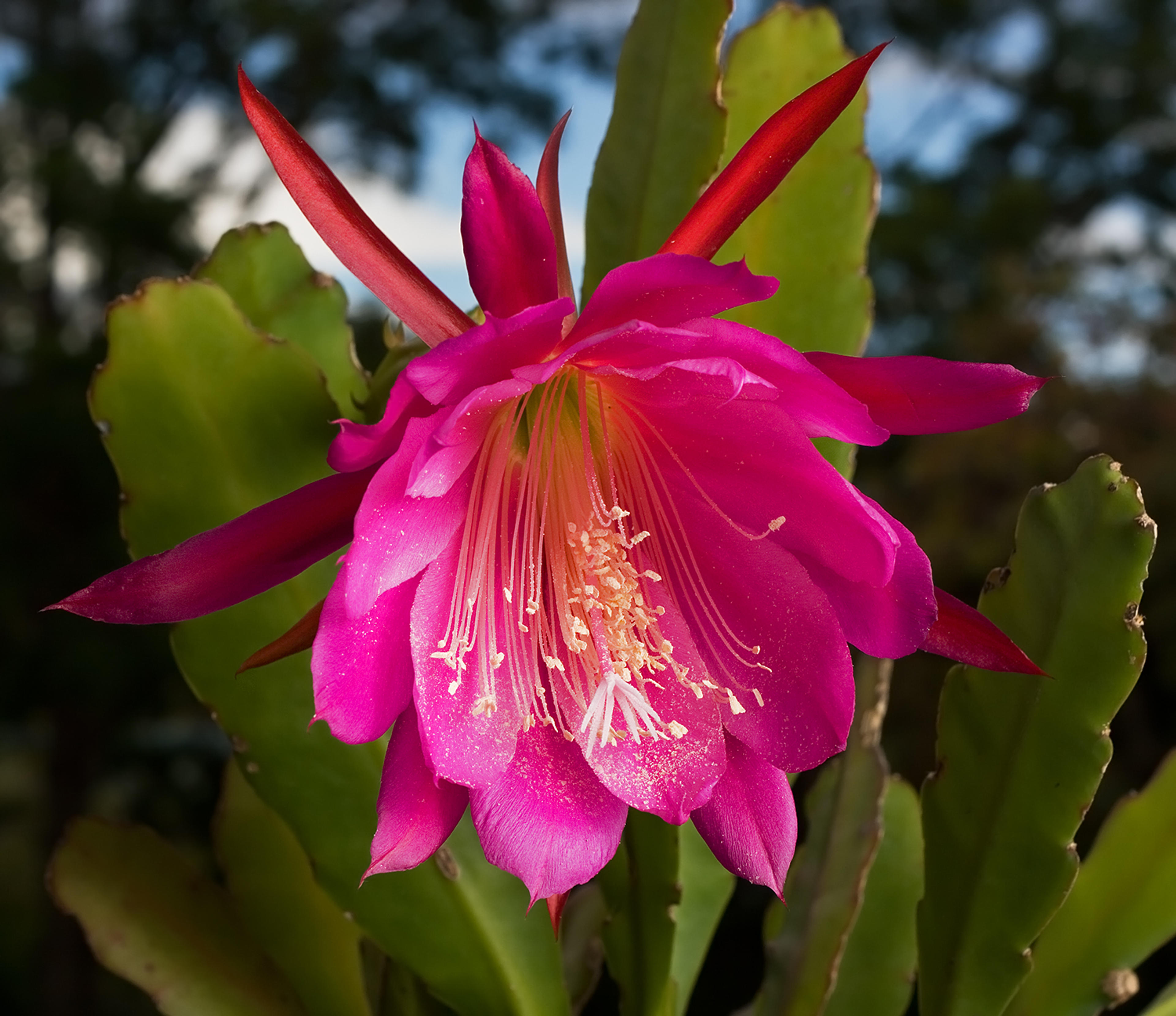 Orchid Cactus, Pond-Lily Cactus (Epiphyllum Hybrid) — cactus with pink and violet blooms
