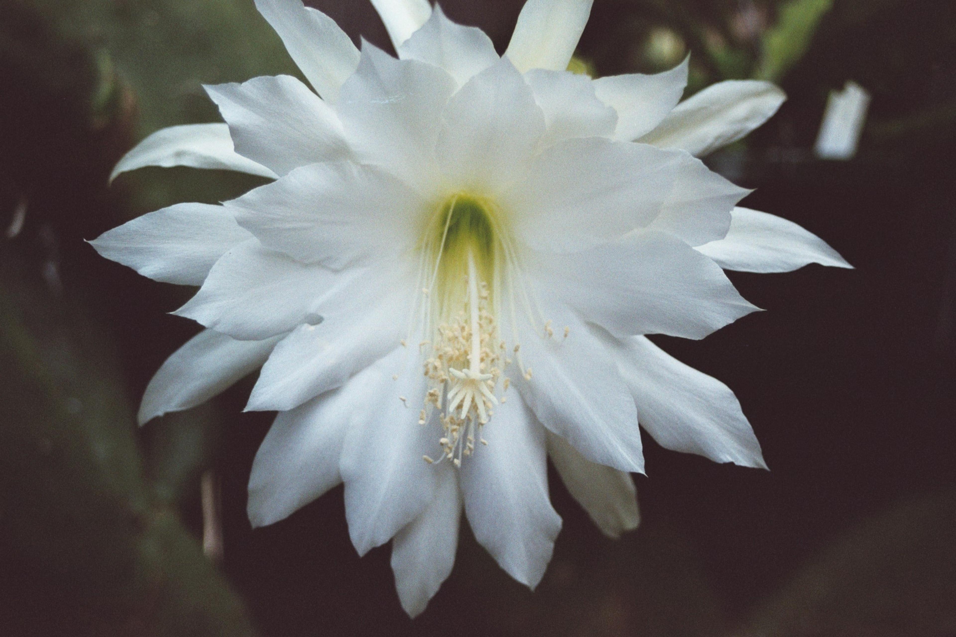 Orchid Cactus, Pond-Lily Cactus (Epiphyllum Hybrid) — commonly referred to as the Orchid Cactus or Pond-Lily Cactus