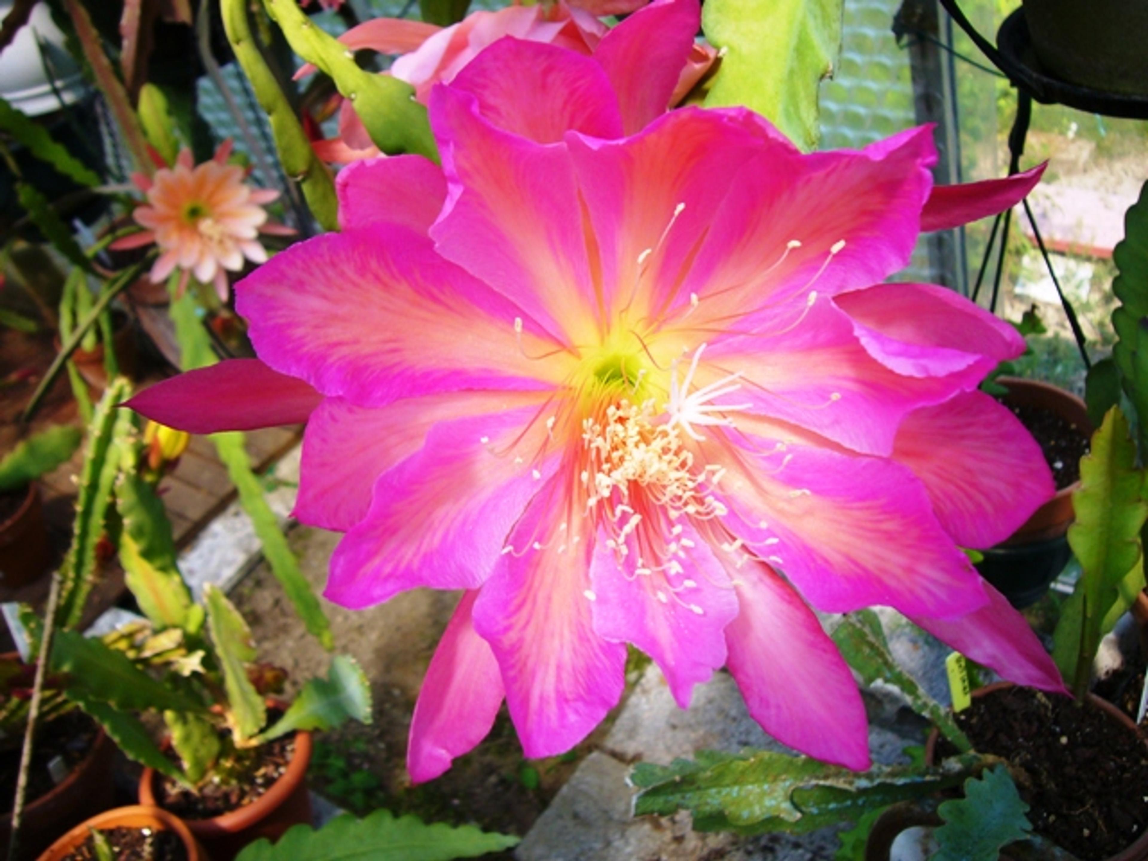 Orchid Cactus, Pond-Lily Cactus (Epiphyllum Hybrid) — large flowers ranging from 5 to 10 inches across