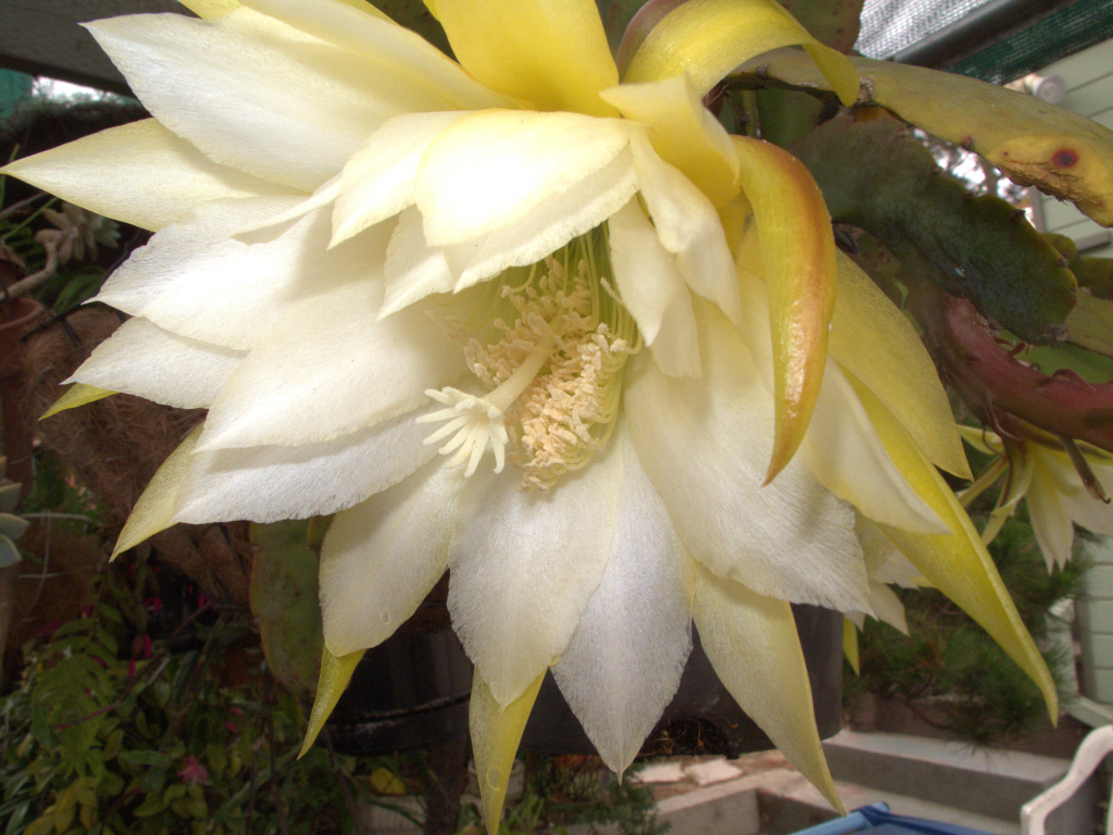 Orchid Cactus, Pond-Lily Cactus (Epiphyllum Hybrid) — ideally in regions with a frost-free climate