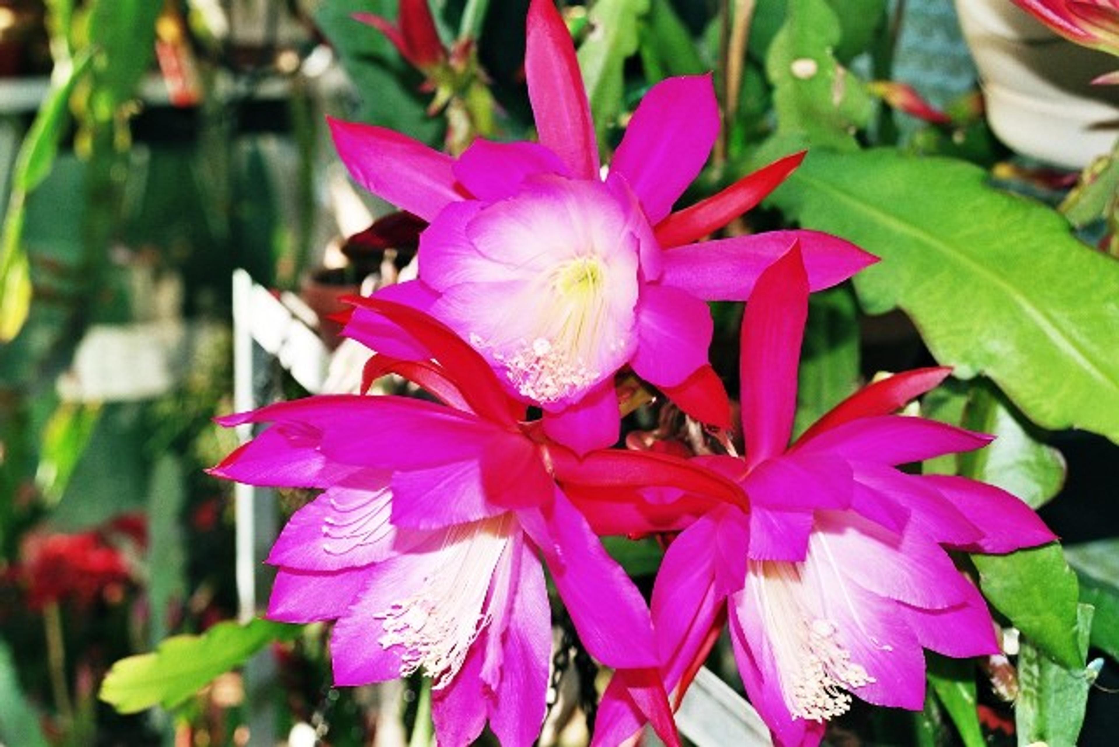 Orchid Cactus, Pond-Lily Cactus (Epiphyllum Hybrid) — pink and violet flowers in the garden