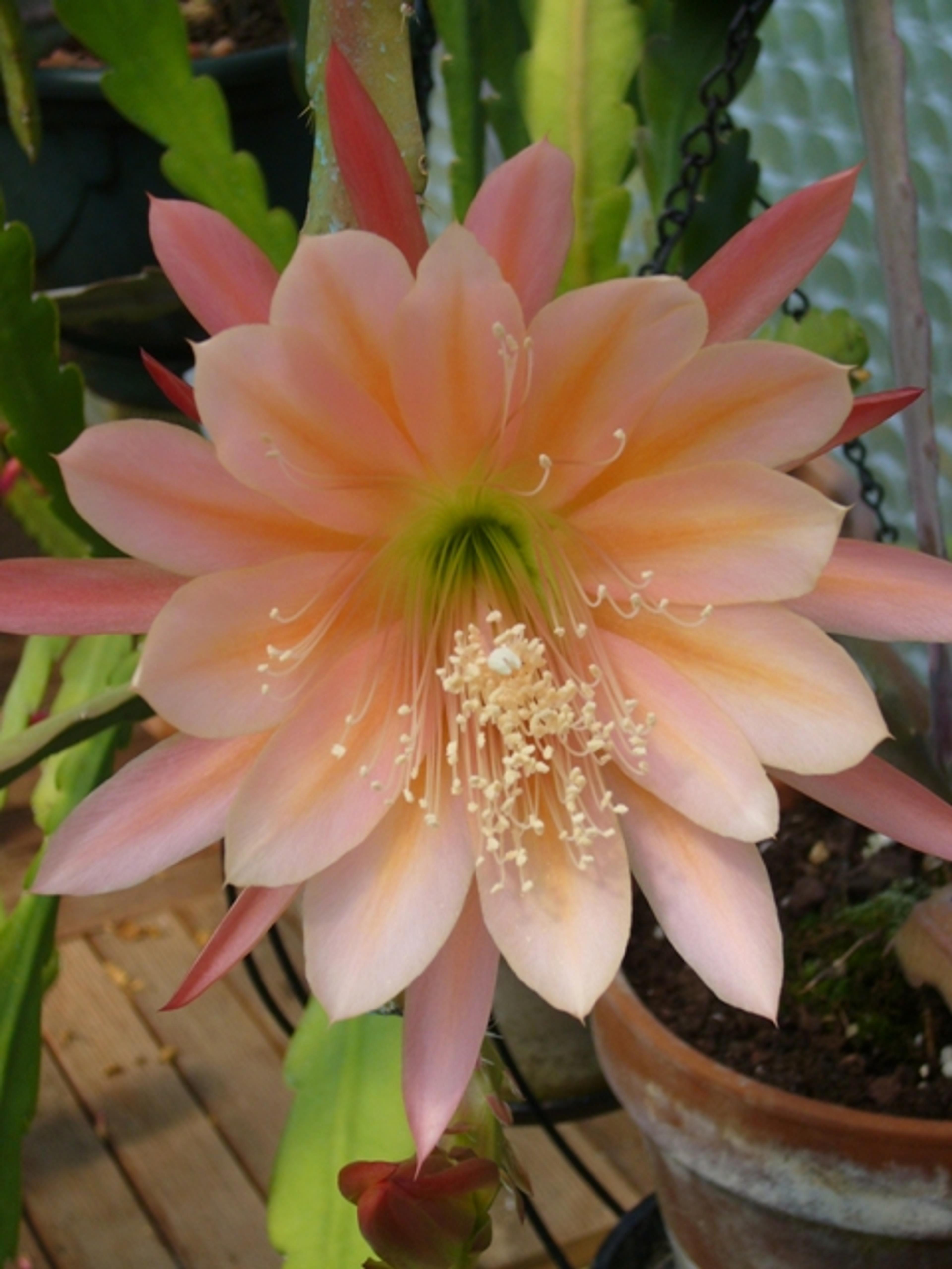 Orchid Cactus, Pond-Lily Cactus (Epiphyllum Hybrid) — These night-blooming cacti display a diverse color palette; as it is prone to rot with excessive