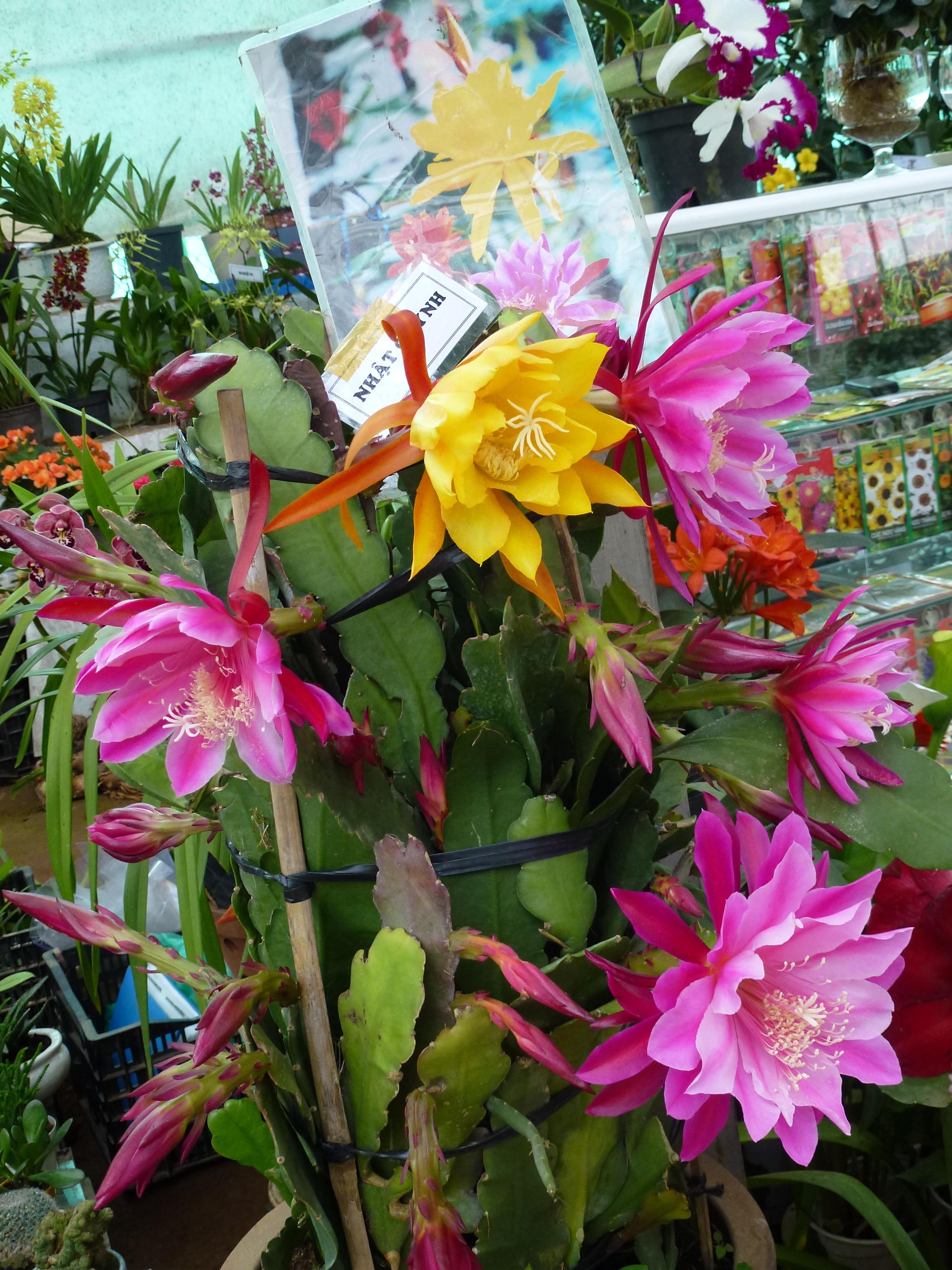 Orchid Cactus, Pond-Lily Cactus (Epiphyllum Hybrid) — typically not more than 12 inches in depth