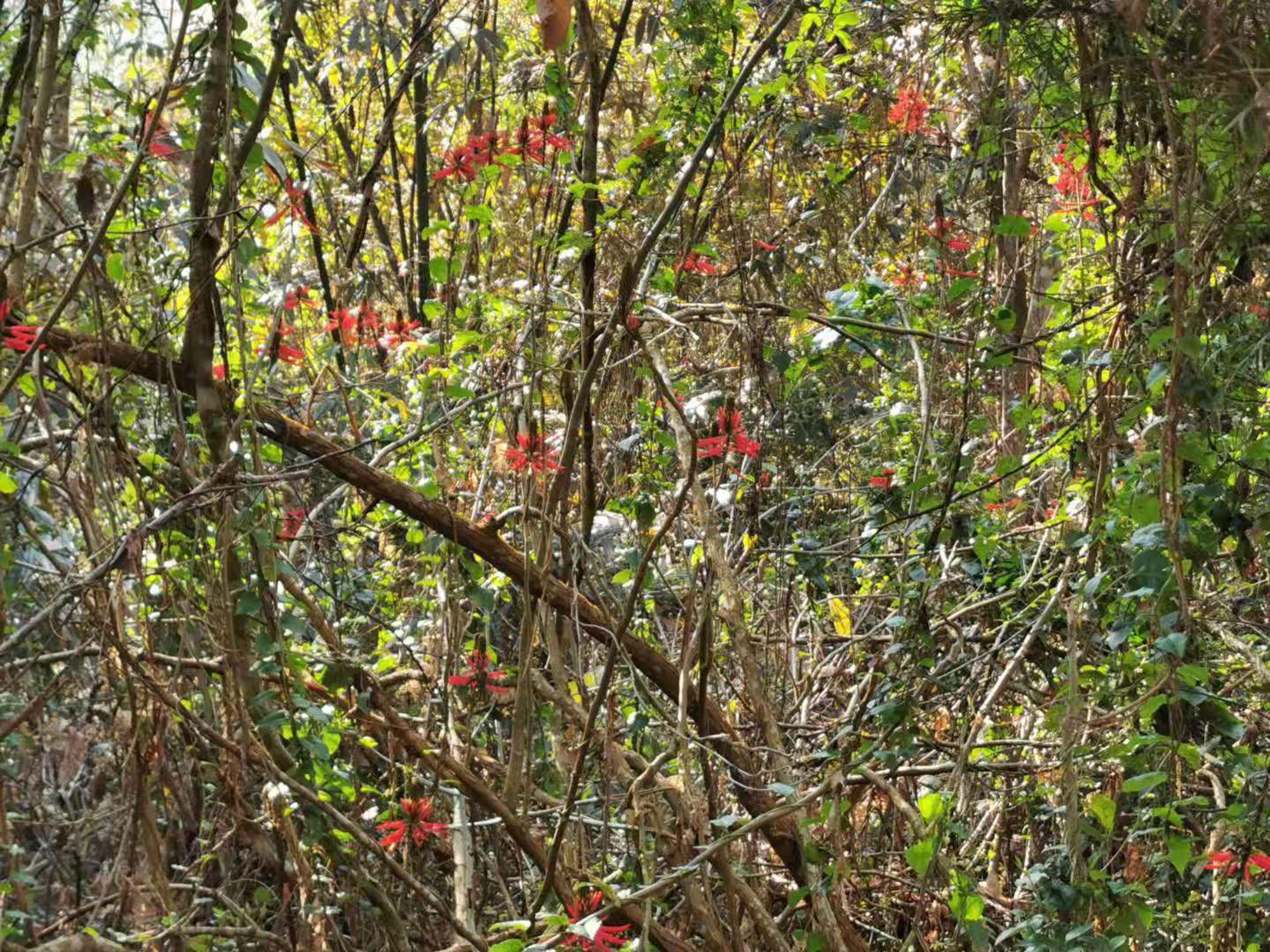 Kaffirboom Coral Tree (Erythrina Caffra) — adding a splash of color and sculptural interest to landscapes; offering a lovely shaded area during the warmer