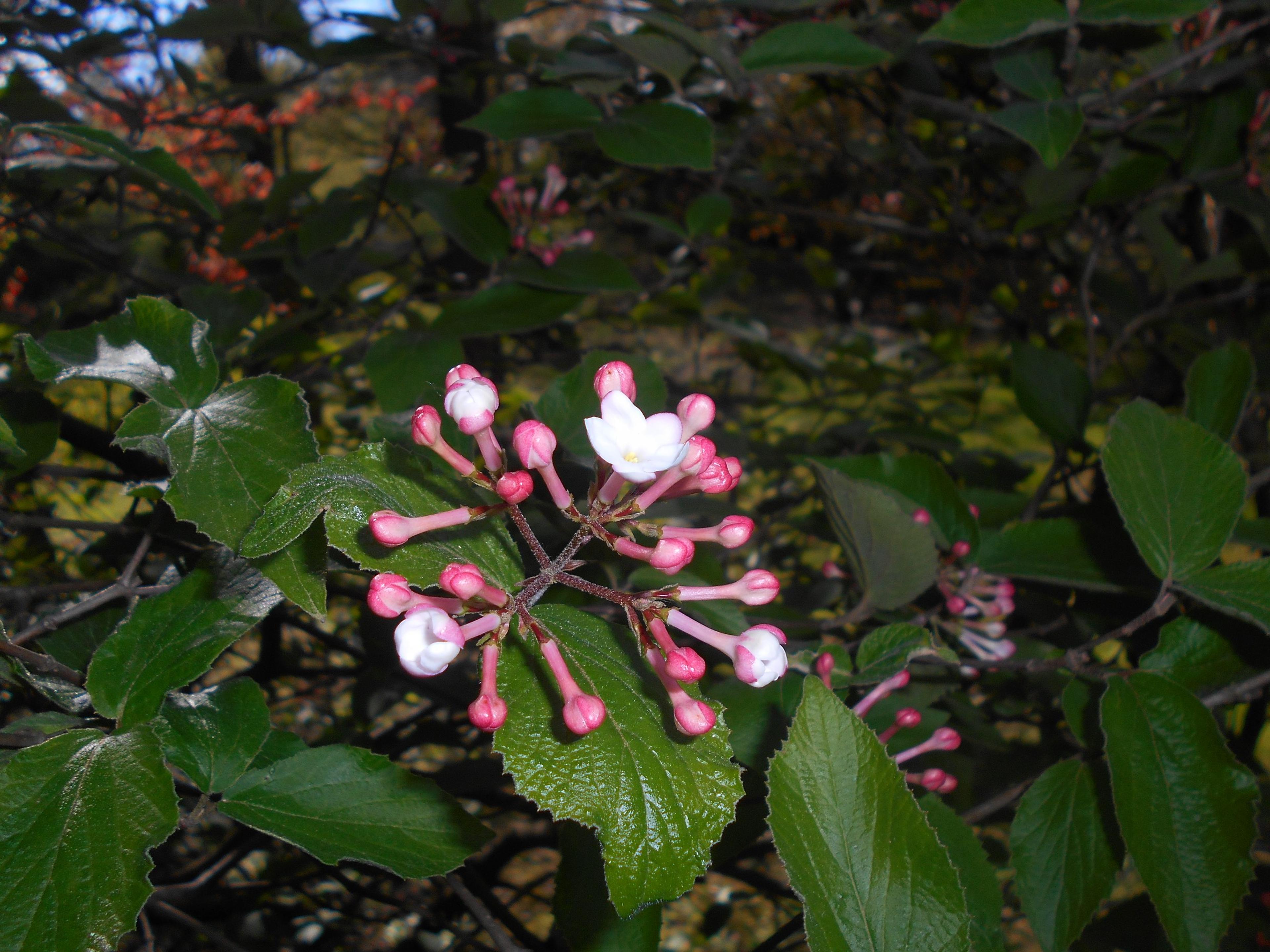 Korean Spice Viburnum (Viburnum Carlesii) — white flowers in the garden