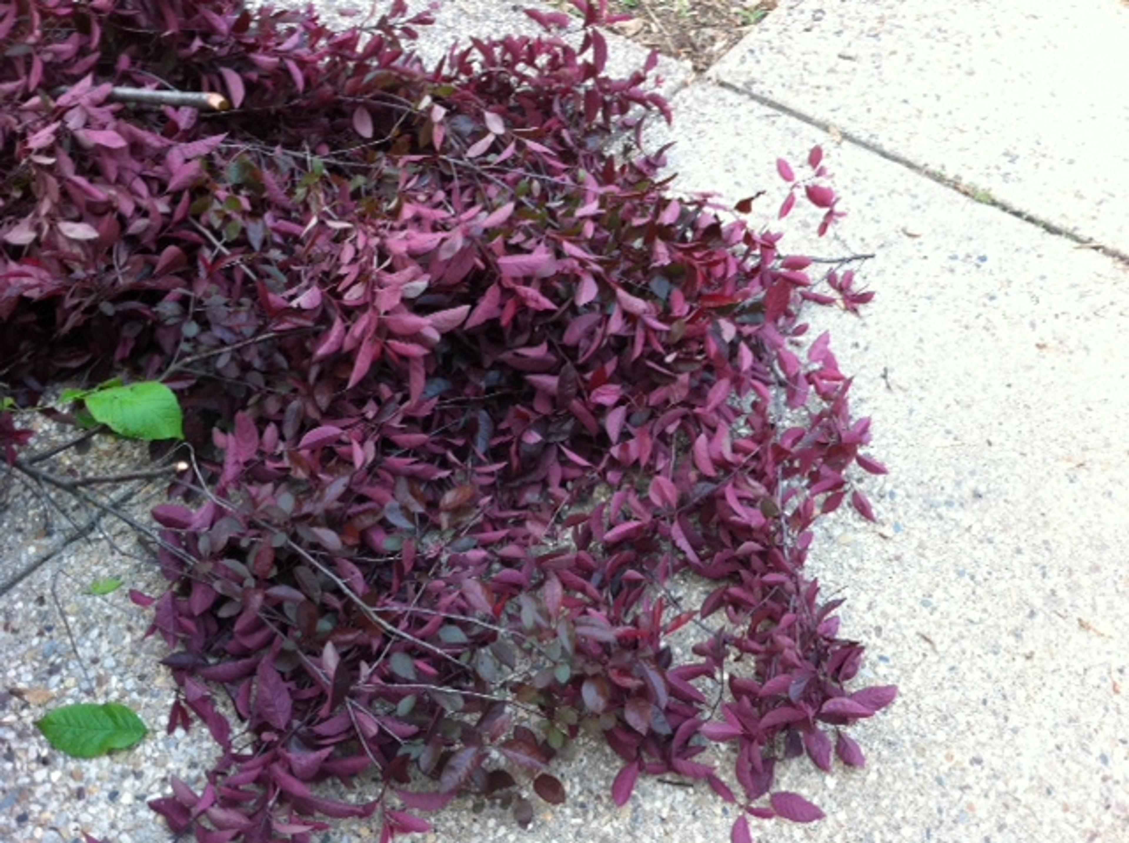 Purpleleaf Sand Cherry (Prunus X Cistena) — crimson berries in the summer