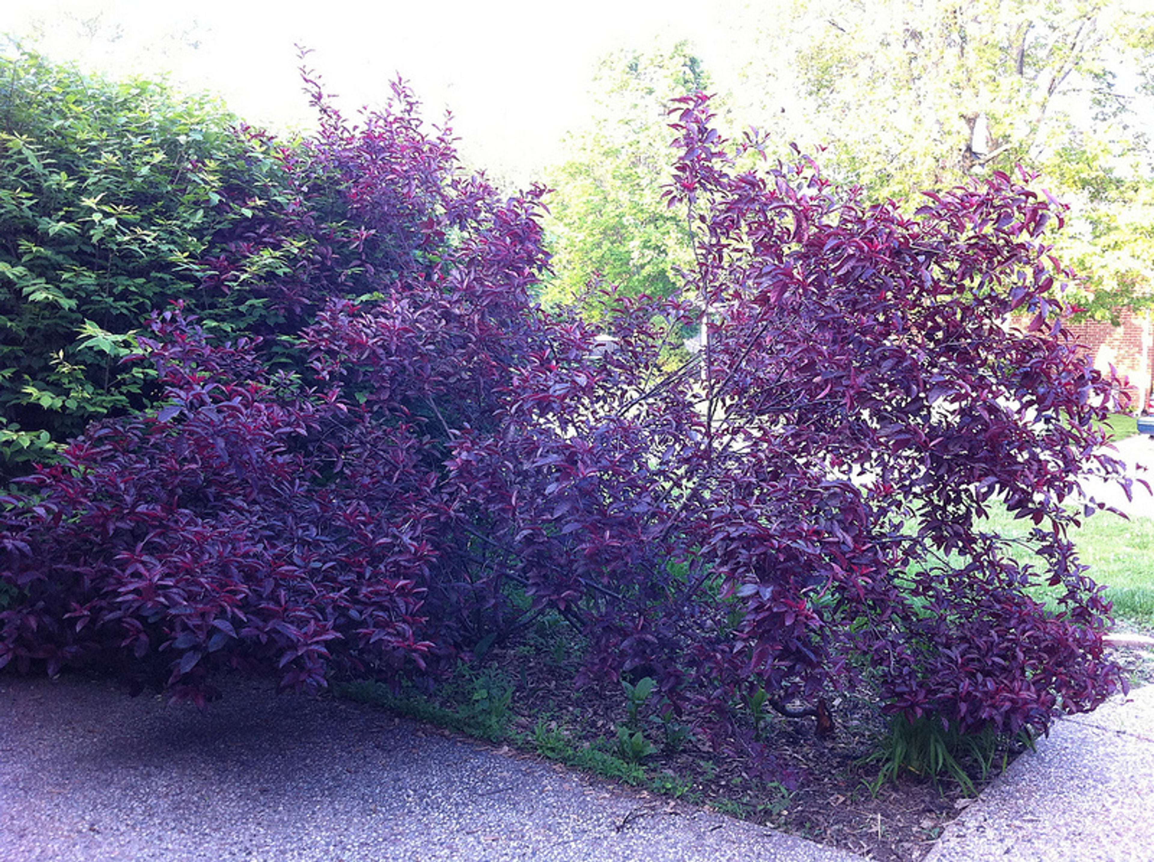 Purpleleaf Sand Cherry (Prunus X Cistena) — so preventive care is key