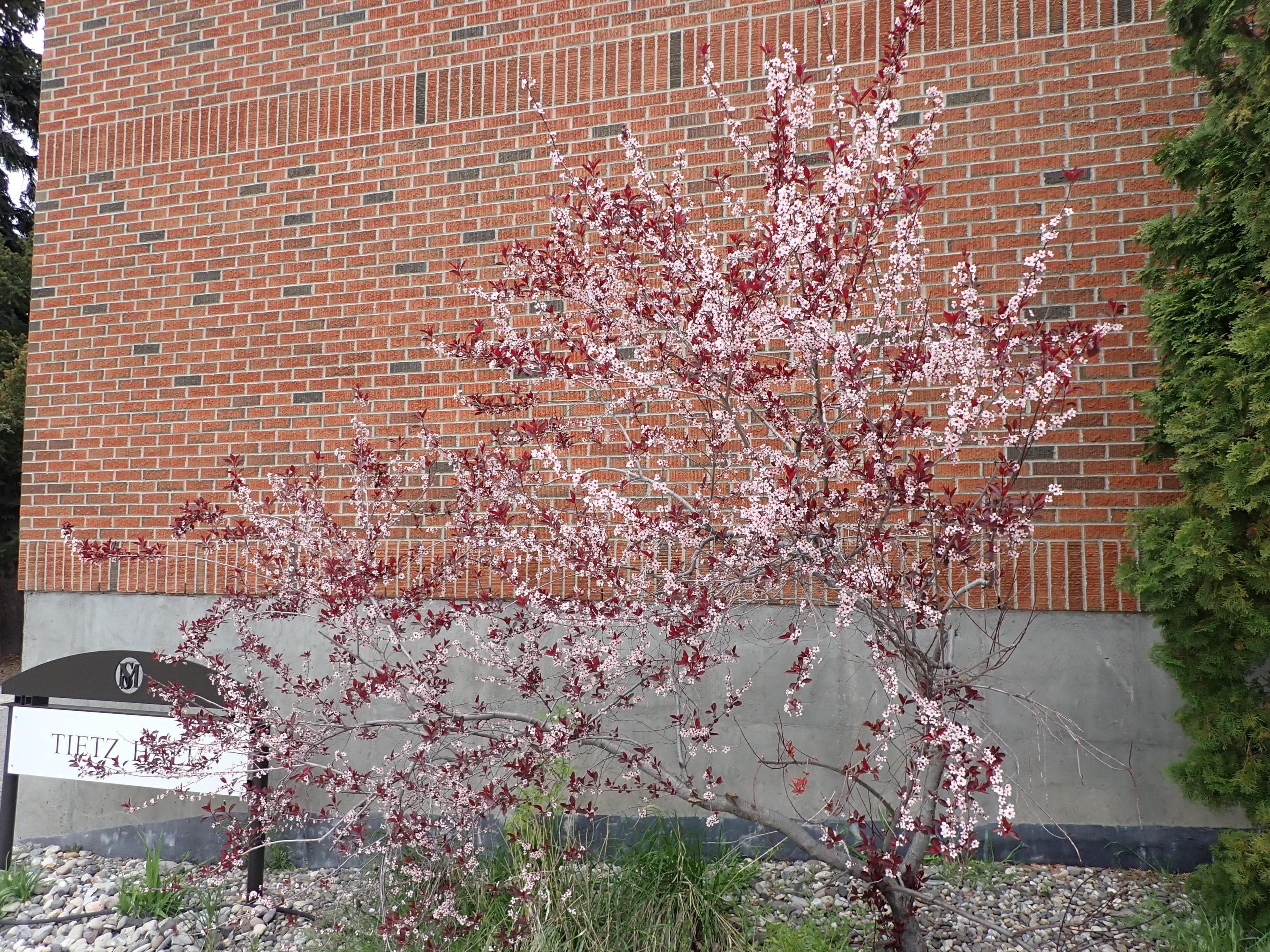 Purpleleaf Sand Cherry (Prunus X Cistena) — known for its remarkable leaf color and versatile use