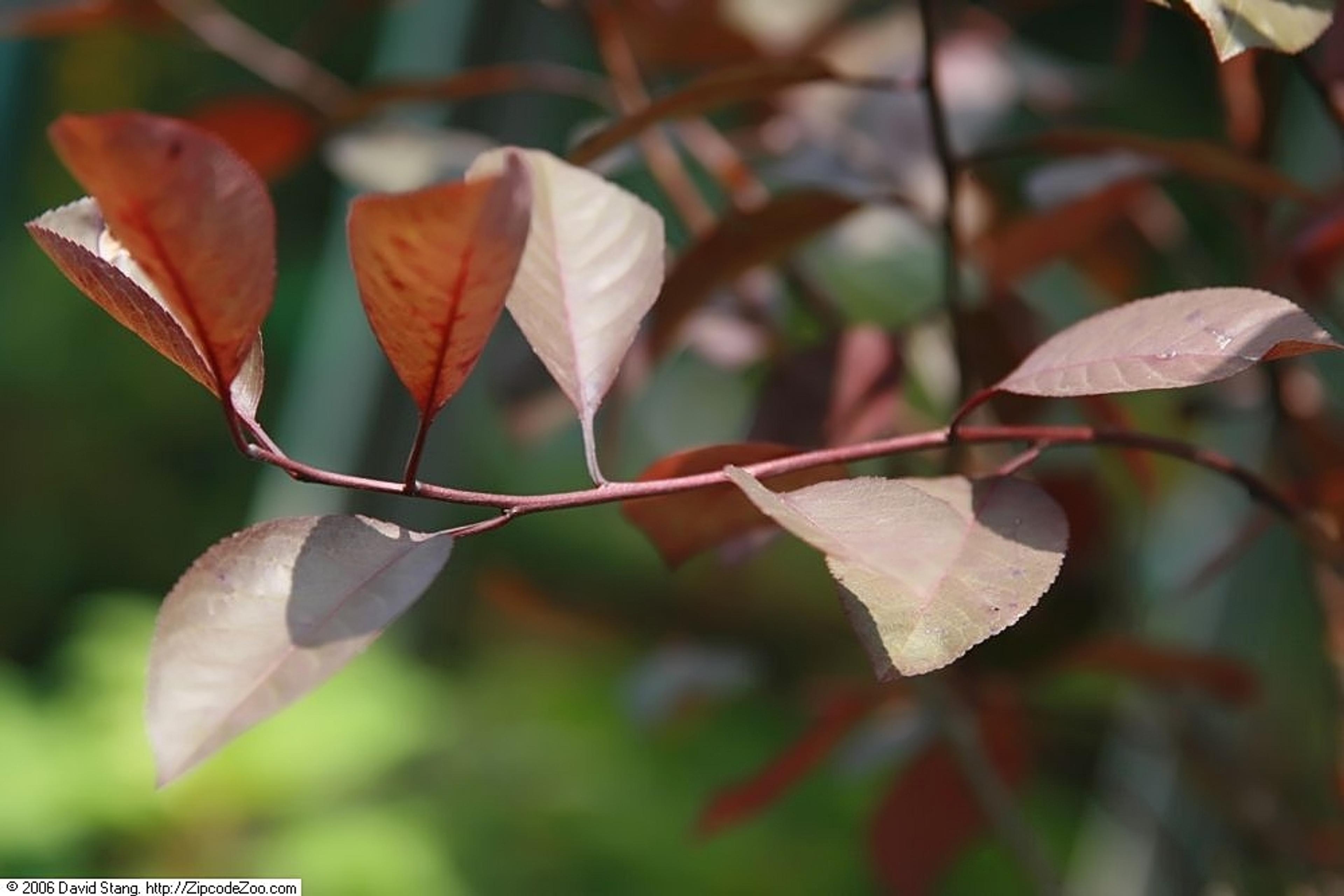 Purpleleaf Sand Cherry (Prunus X Cistena) — white flowers in the garden