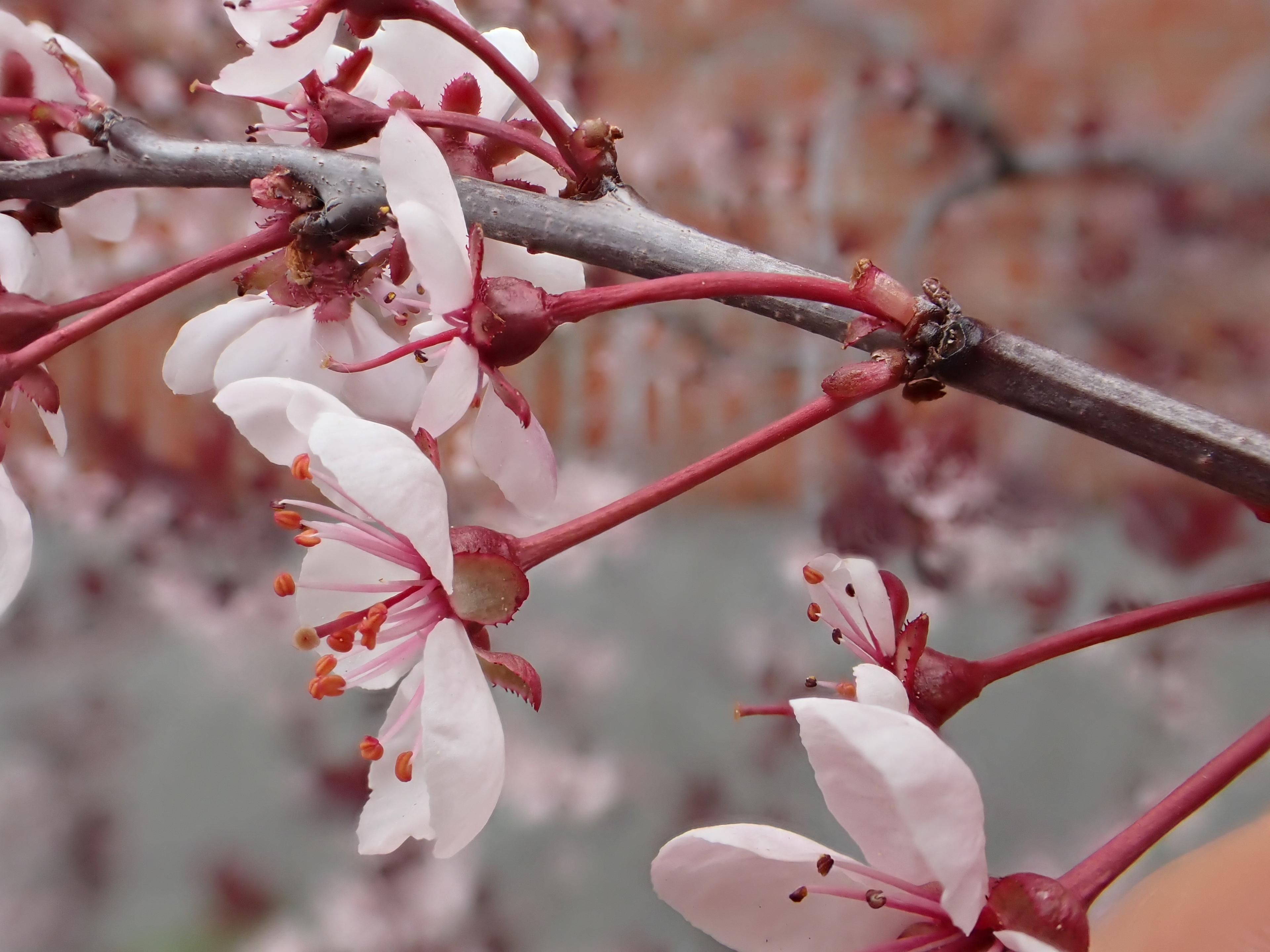 Purpleleaf Sand Cherry (Prunus X Cistena) — as it can become leggy over time; it performs best in USDA zones 3 to 7 and can tolerate a range of urban conditions