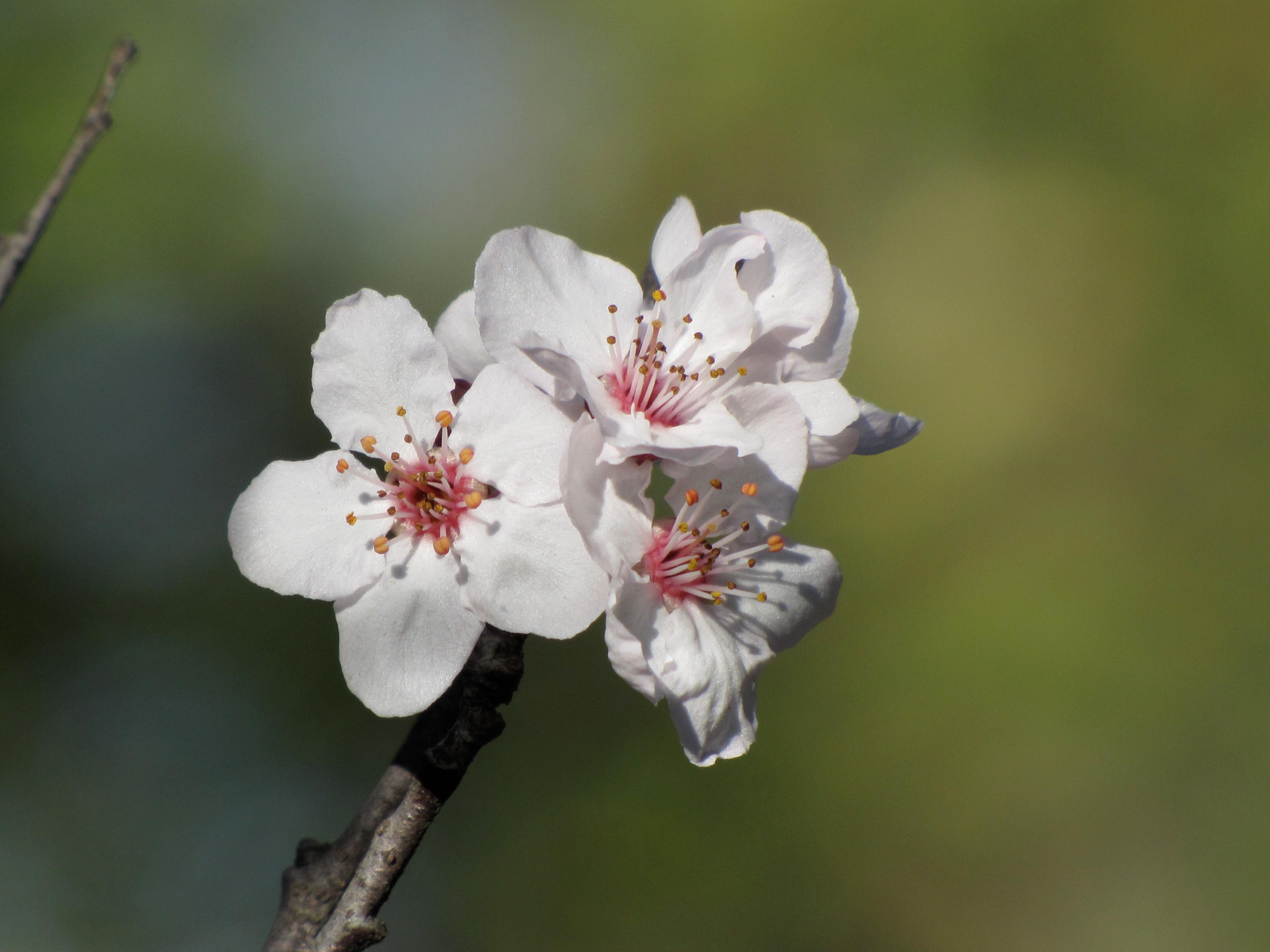 Purpleleaf Sand Cherry (Prunus X Cistena) — you'll also be treated to an enticing display of fragrant; can grow to approximately 7 to 10 feet tall and equally