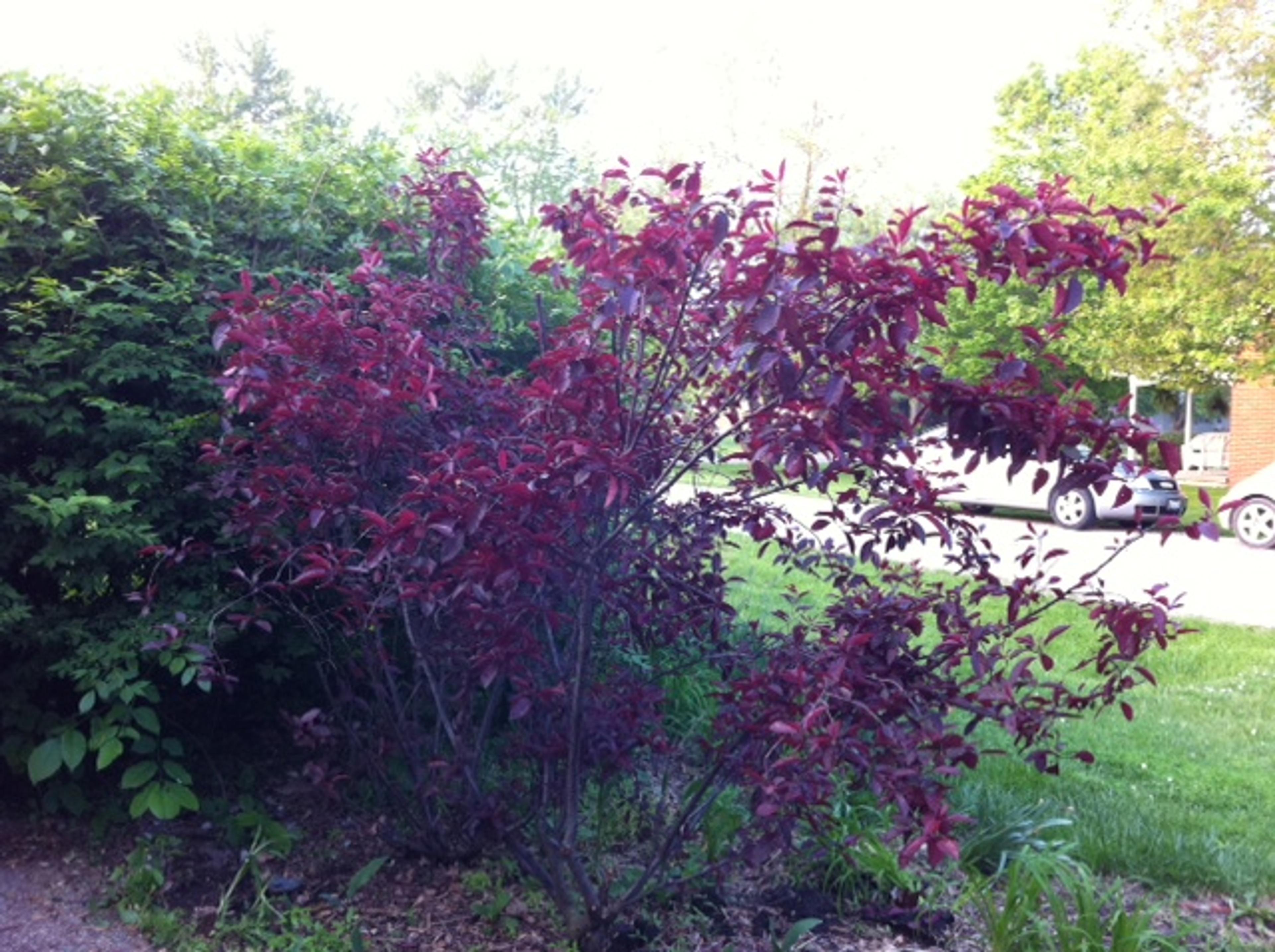 Purpleleaf Sand Cherry (Prunus X Cistena) — known for its remarkable leaf color and versatile use; thriving in full sun to part shade and adapting to various