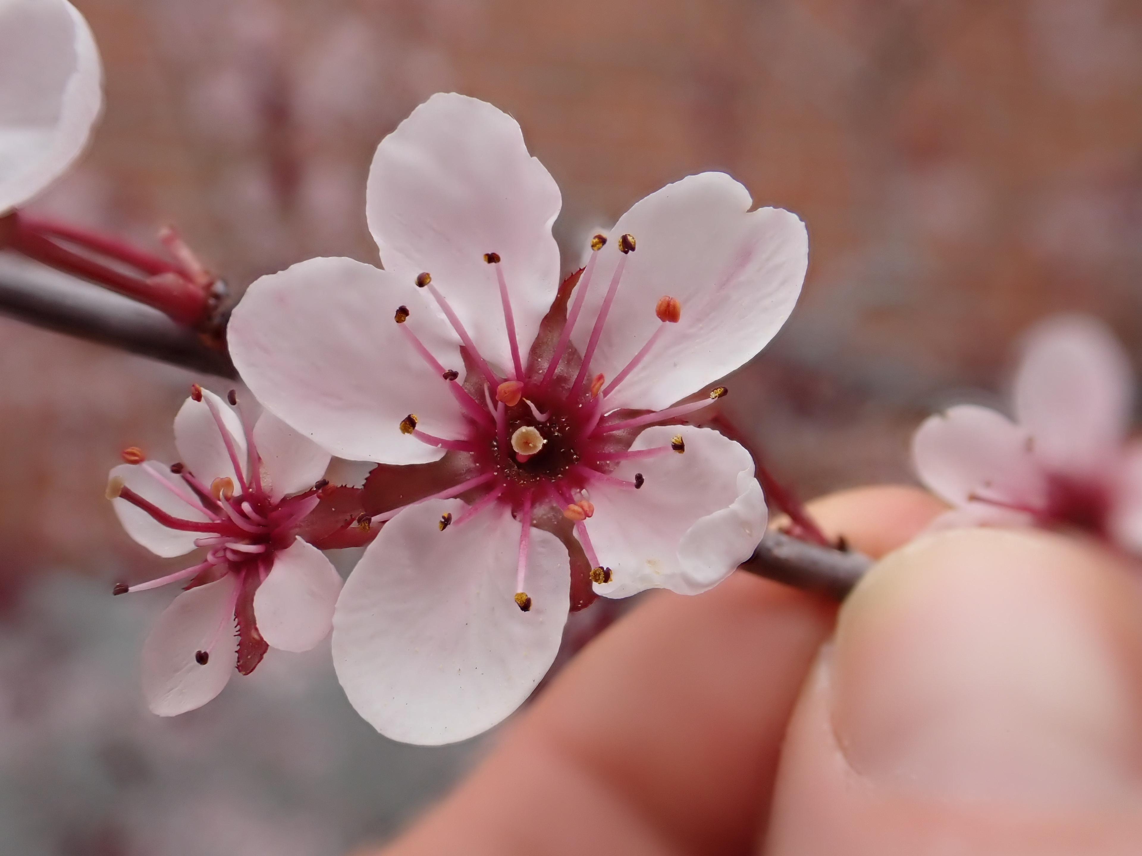 Purpleleaf Sand Cherry (Prunus X Cistena) — due to susceptibility to pests and diseases