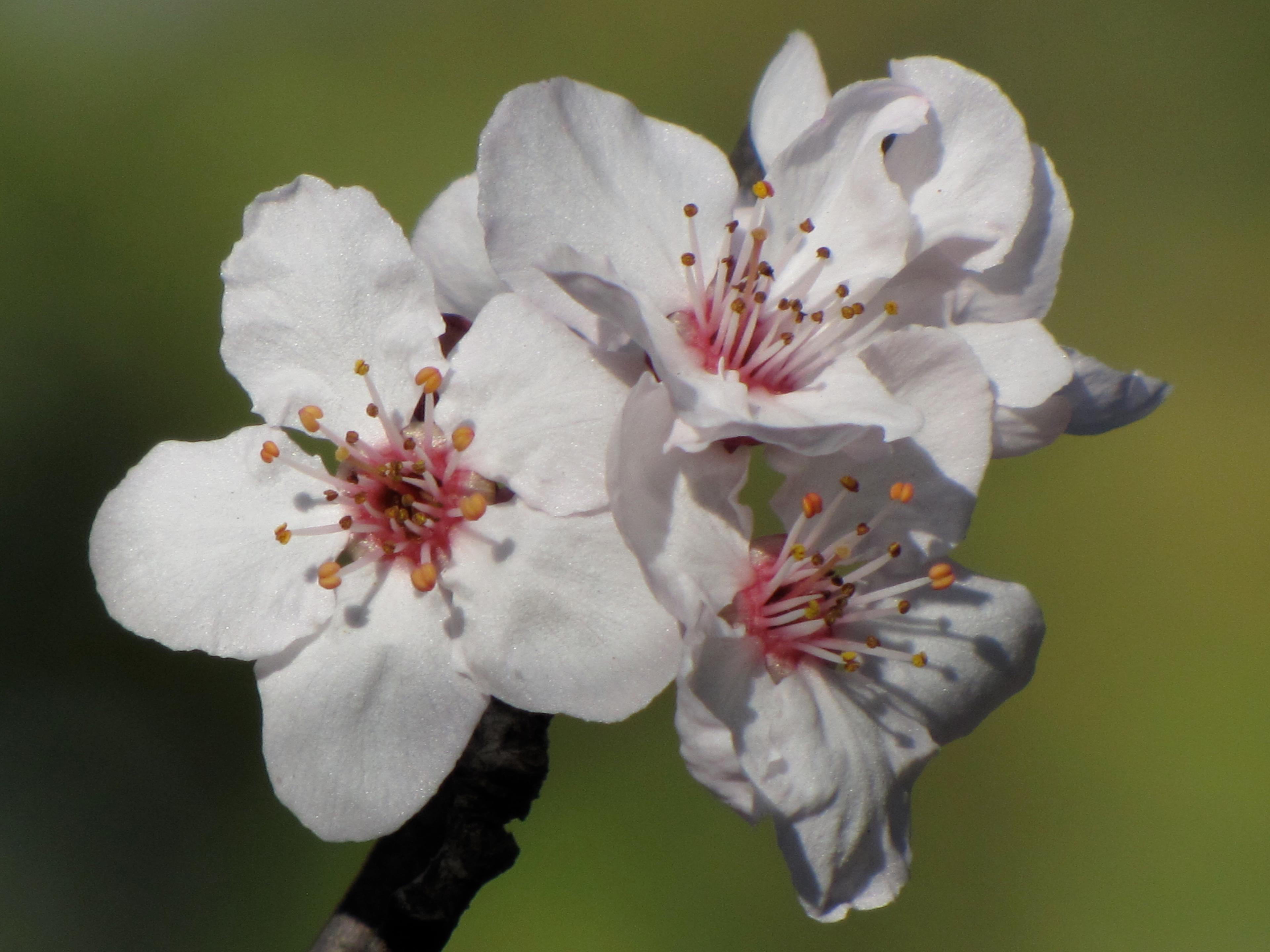 Purpleleaf Sand Cherry (Prunus X Cistena) — is a stunning deciduous shrub that provides year-round interest in the landscape