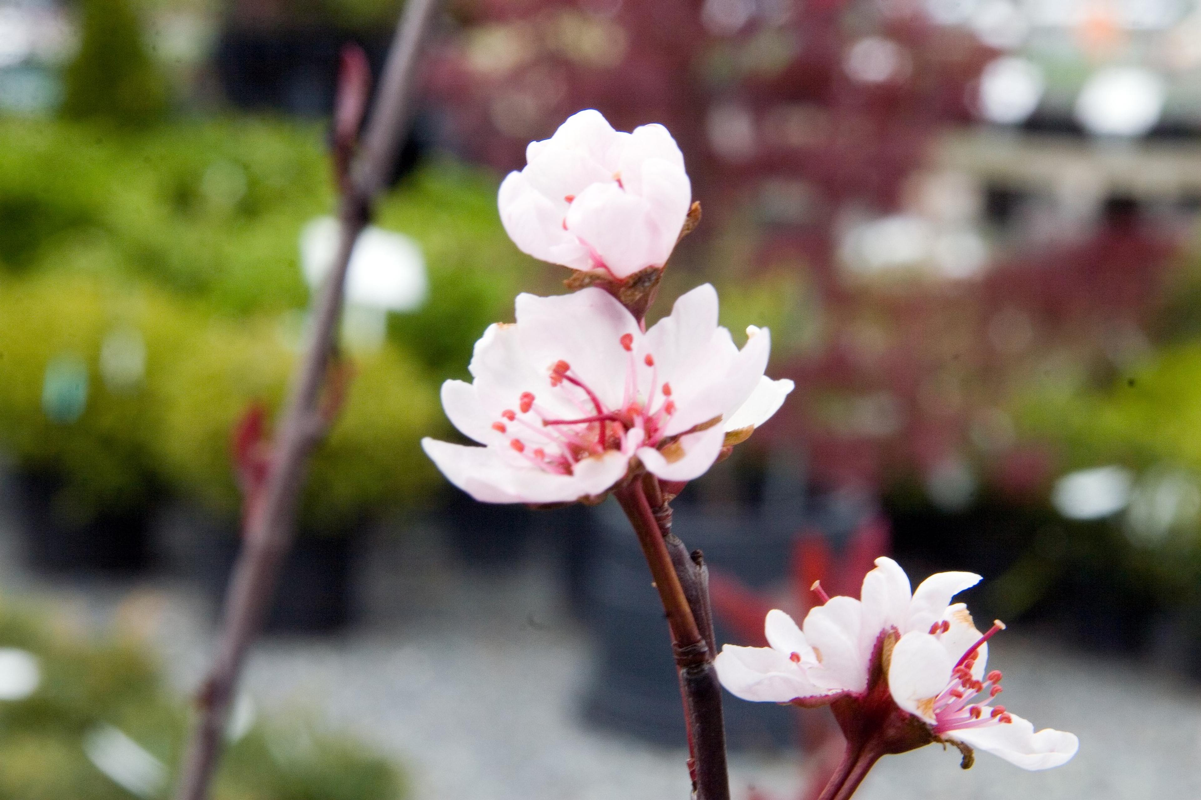 Purpleleaf Sand Cherry (Prunus X Cistena) — It performs best in USDA zones 3 to 7 and can tolerate a range of urban conditions; known for its remarkable leaf