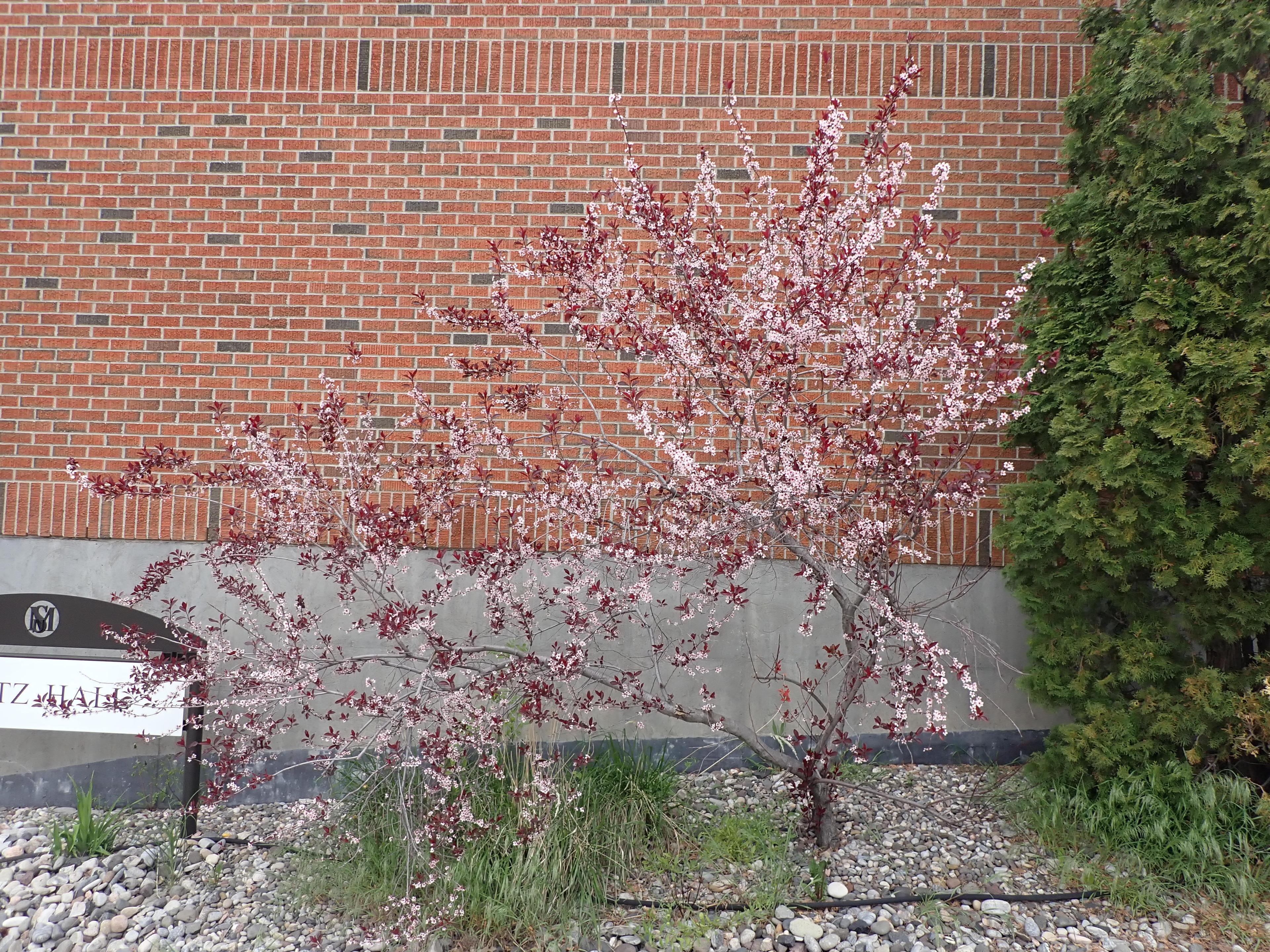Purpleleaf Sand Cherry (Prunus X Cistena) — the foliage of the Purpleleaf Sand Cherry adds a vibrant contrast against the more common greens of a garden