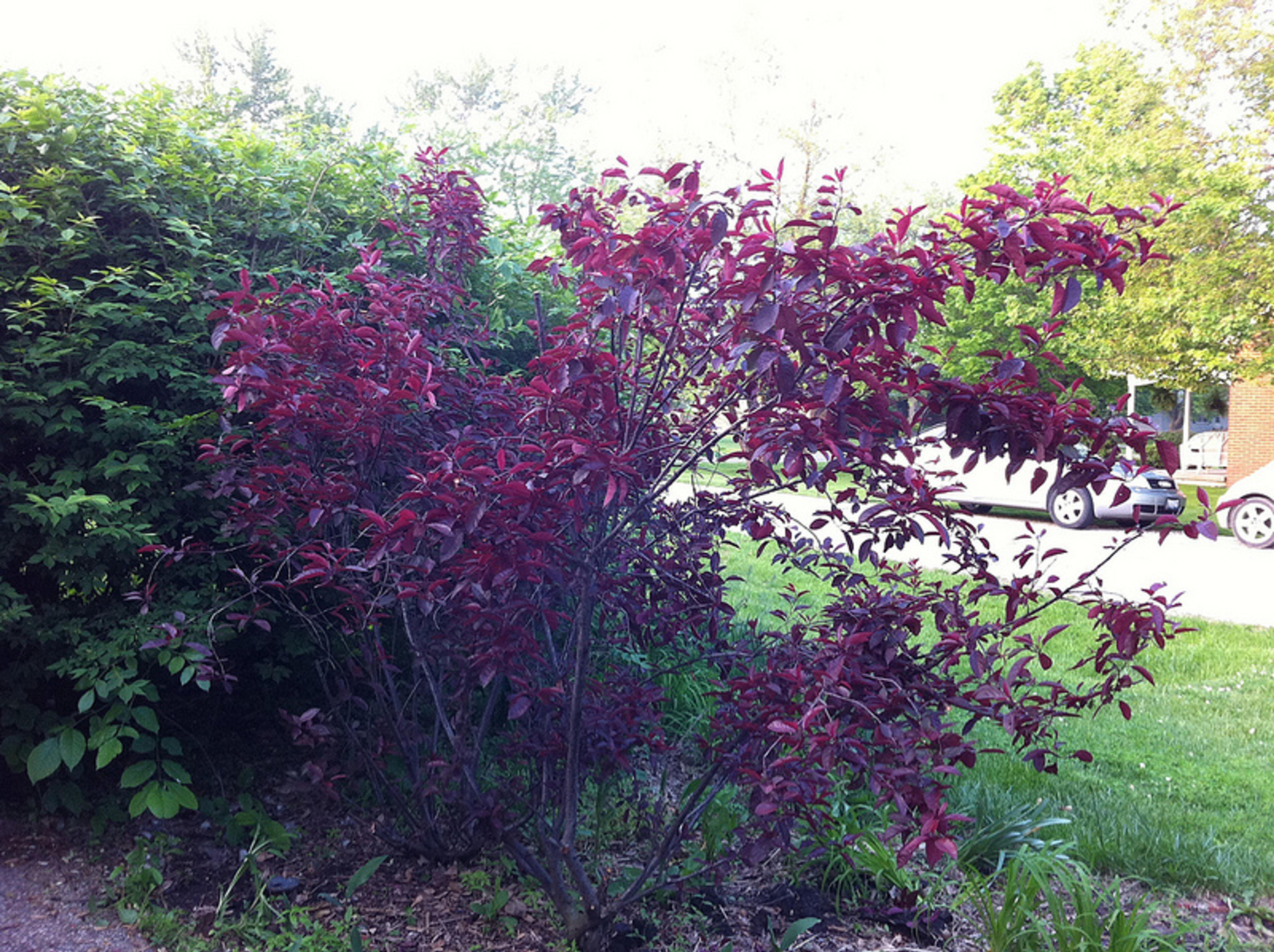 Purpleleaf Sand Cherry (Prunus X Cistena) — as it can become leggy over time