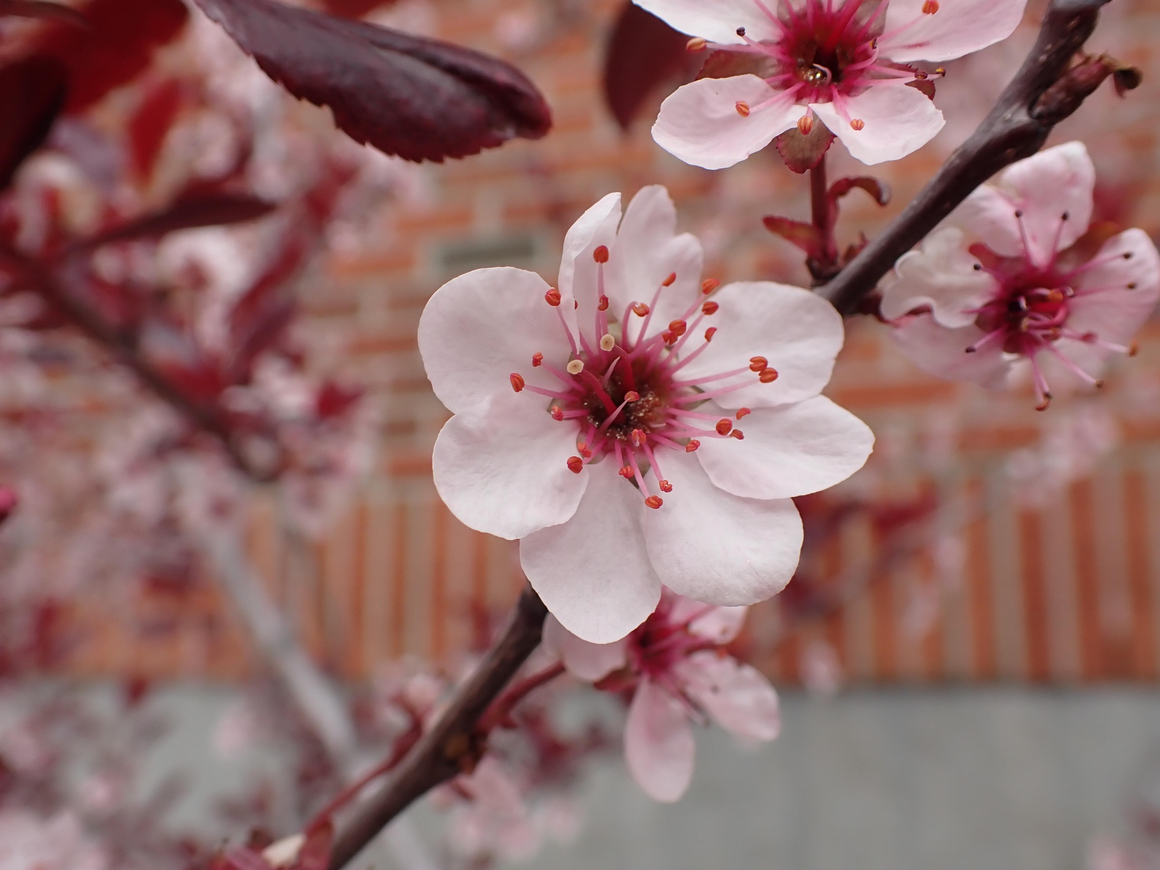 Purpleleaf Sand Cherry (Prunus X Cistena) — the foliage of the Purpleleaf Sand Cherry adds a vibrant contrast against the more common greens of a garden; it
