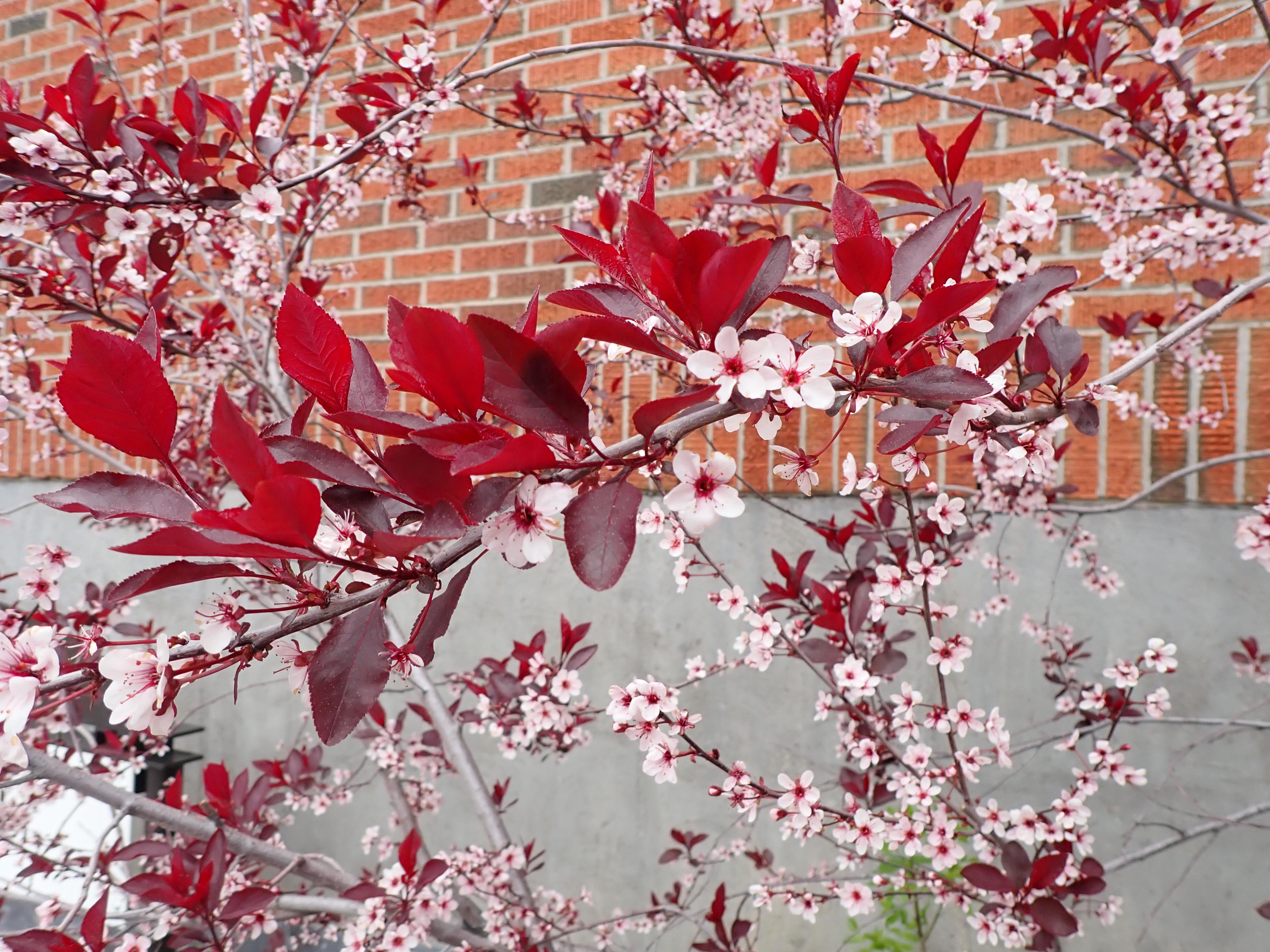 Purpleleaf Sand Cherry (Prunus X Cistena) — It's important to note this shrub may suffer from short life span; shrub / tree with white blooms