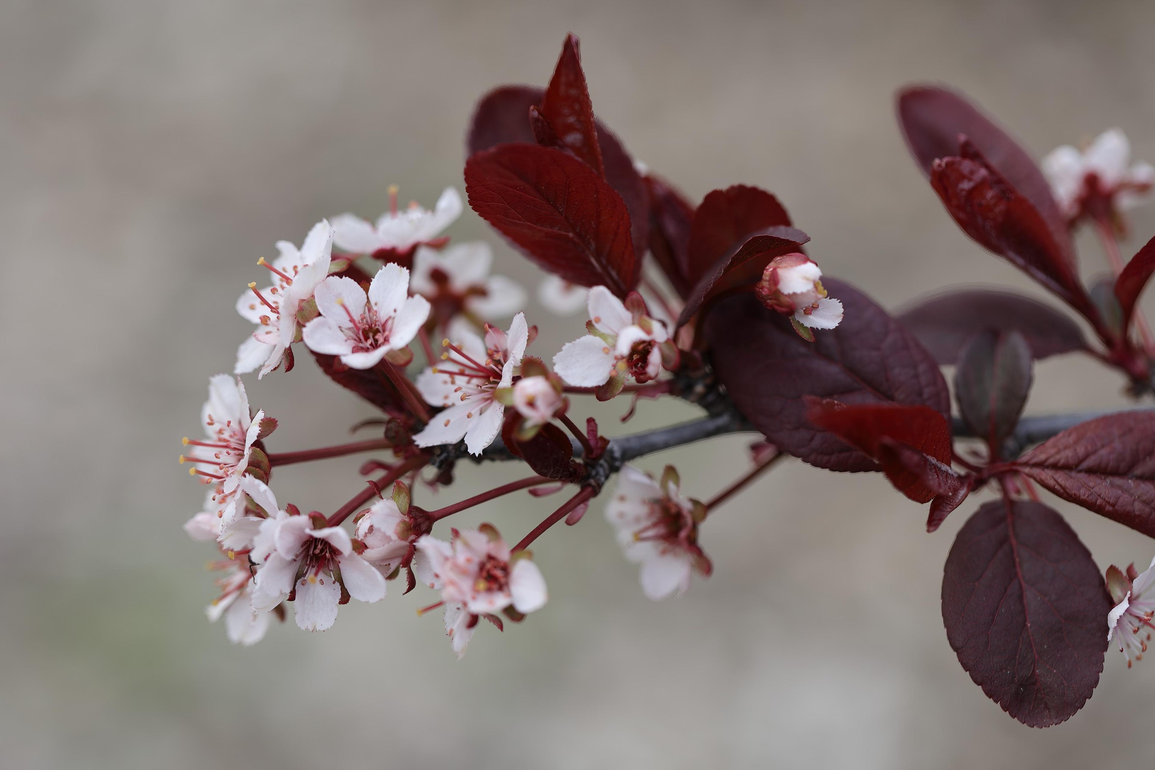 Purpleleaf Sand Cherry (Prunus X Cistena) — While these berries are attractive; shrub / tree for full