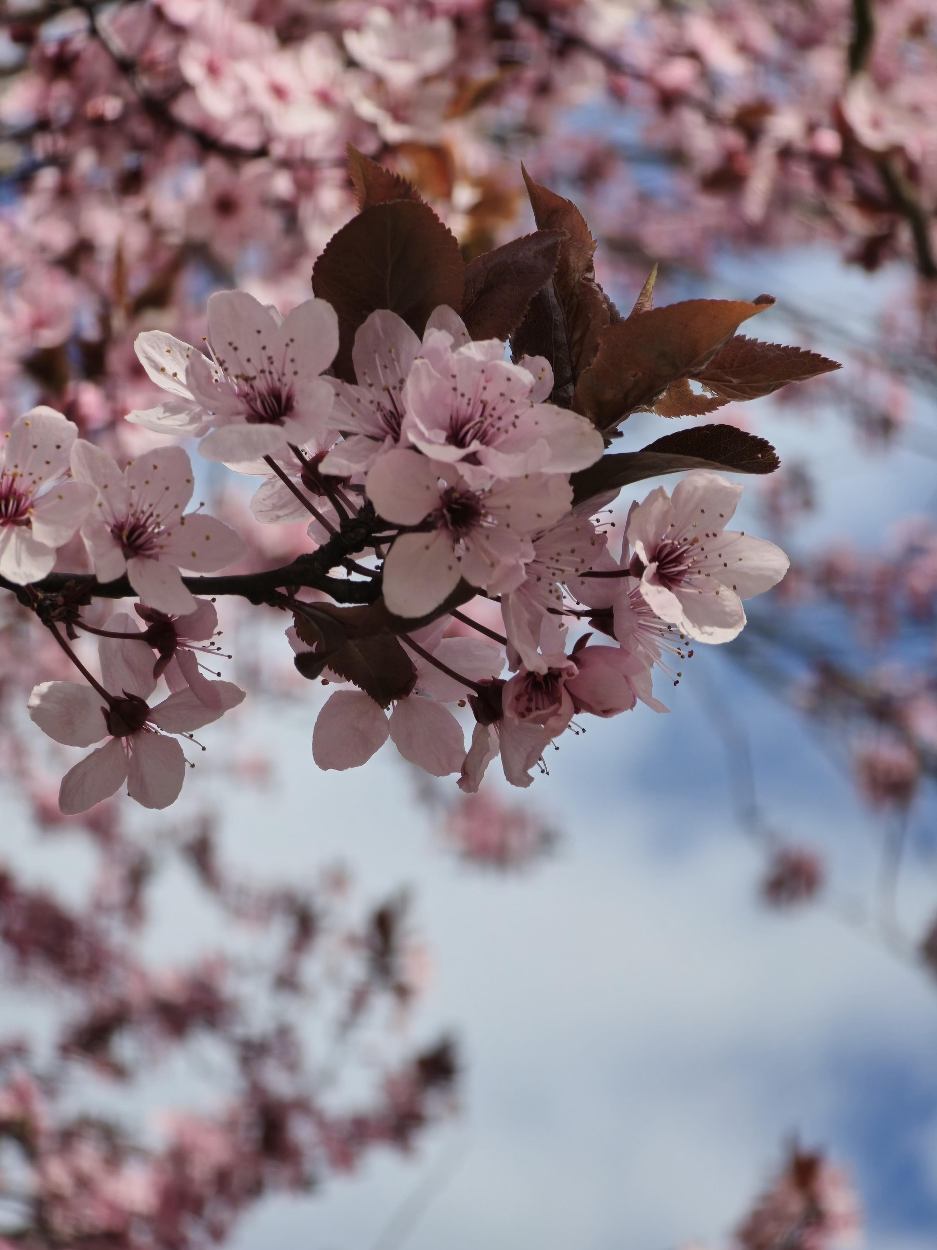 Purpleleaf Sand Cherry (Prunus X Cistena) — thriving in full sun to part shade and adapting to various soil types