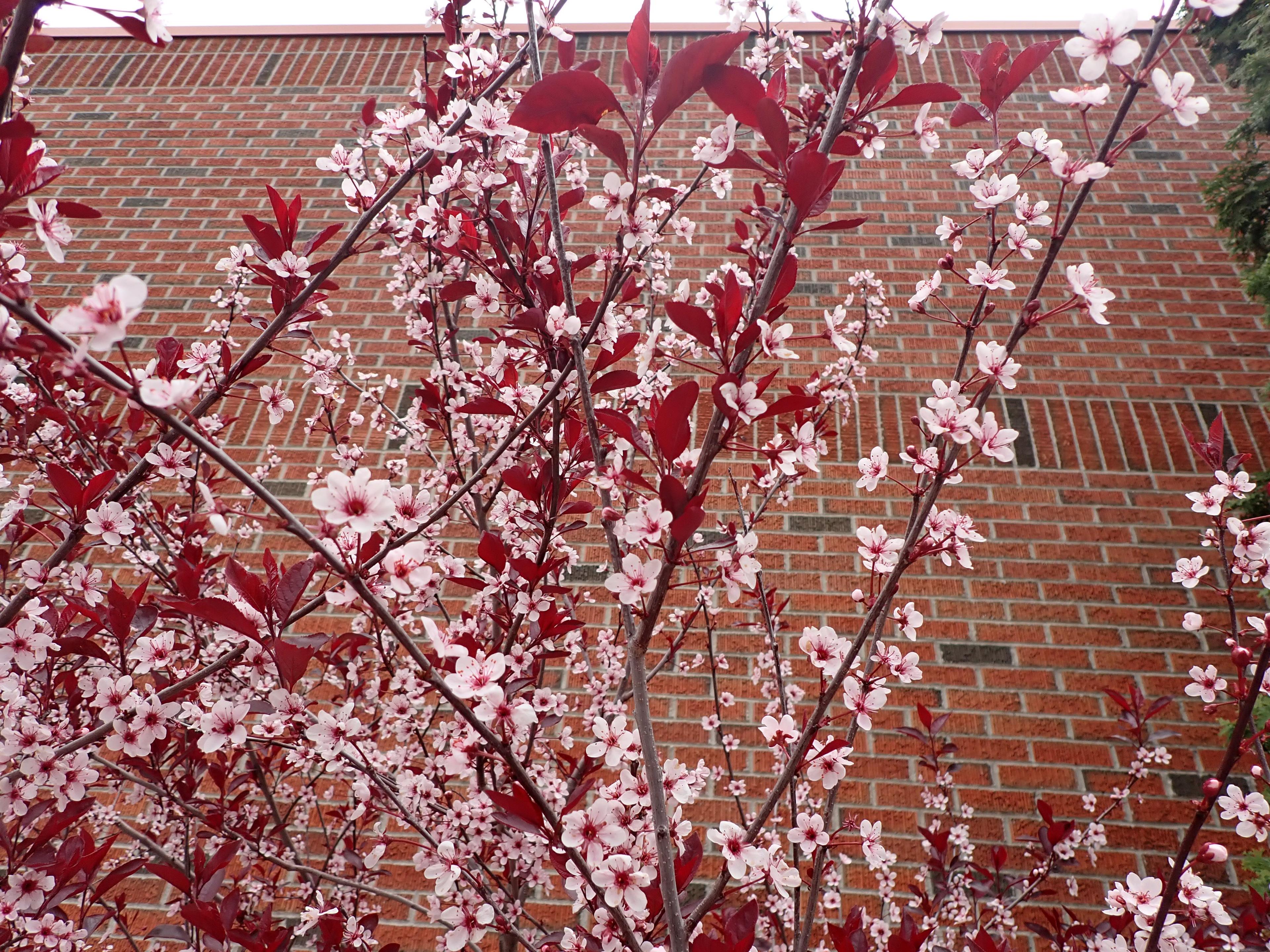 Purpleleaf Sand Cherry (Prunus X Cistena) — crimson berries in the summer; as it can become leggy over time