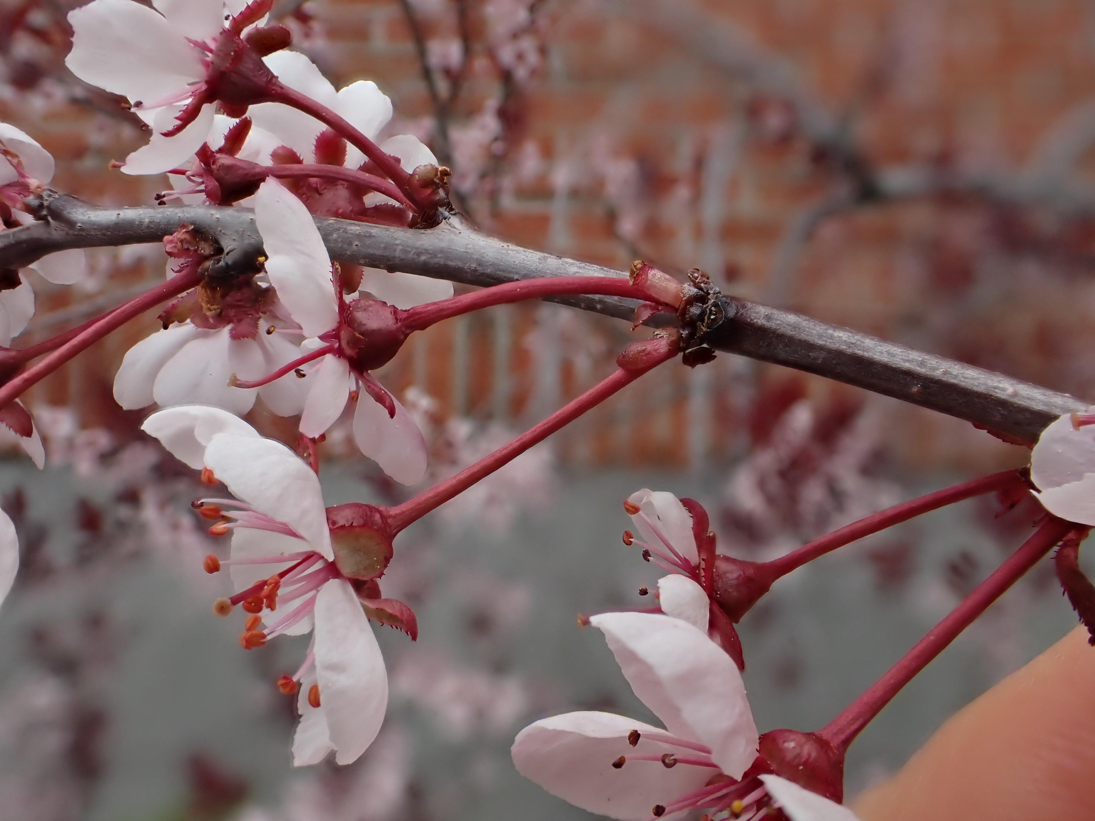Purpleleaf Sand Cherry (Prunus X Cistena) — due to susceptibility to pests and diseases; while these berries are attractive