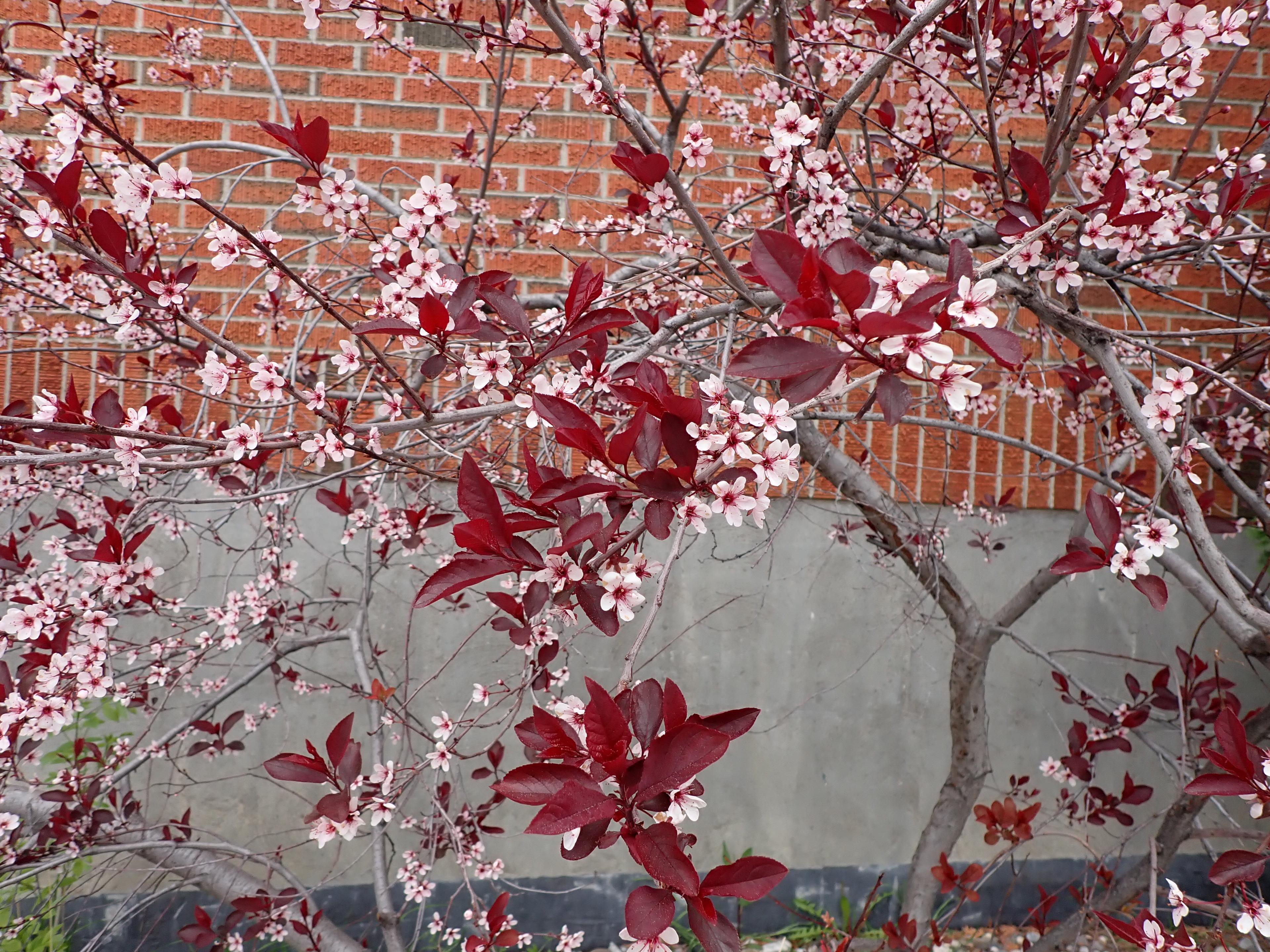 Purpleleaf Sand Cherry (Prunus X Cistena) — Great for focal points or as a dramatic border; this hardy plant adds a splash of color to landscapes and requires
