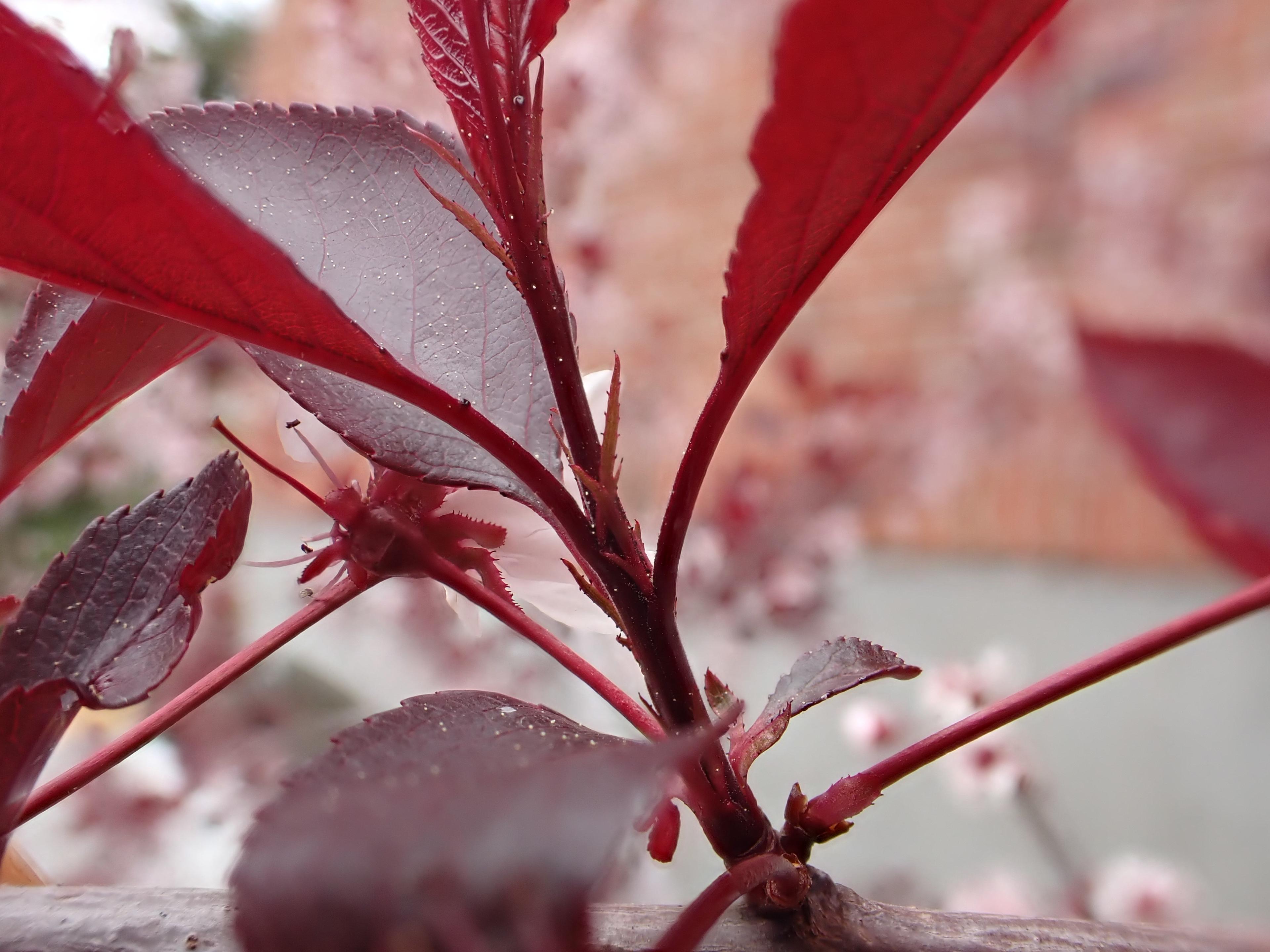 Purpleleaf Sand Cherry (Prunus X Cistena) — typically around 10 to 15 years