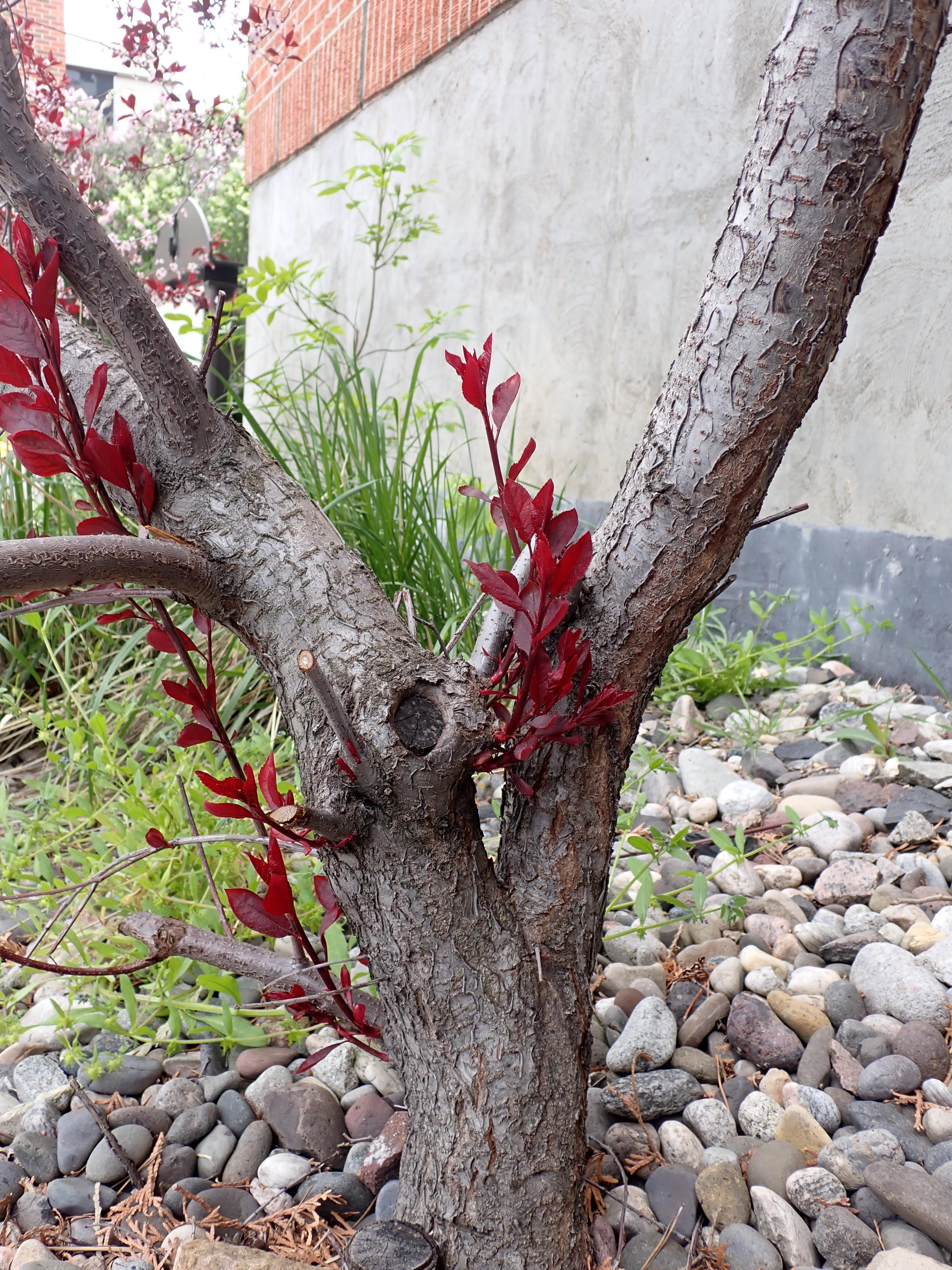 Purpleleaf Sand Cherry (Prunus X Cistena) — is a stunning deciduous shrub that provides year-round interest in the landscape; typically around 10 to 15 years