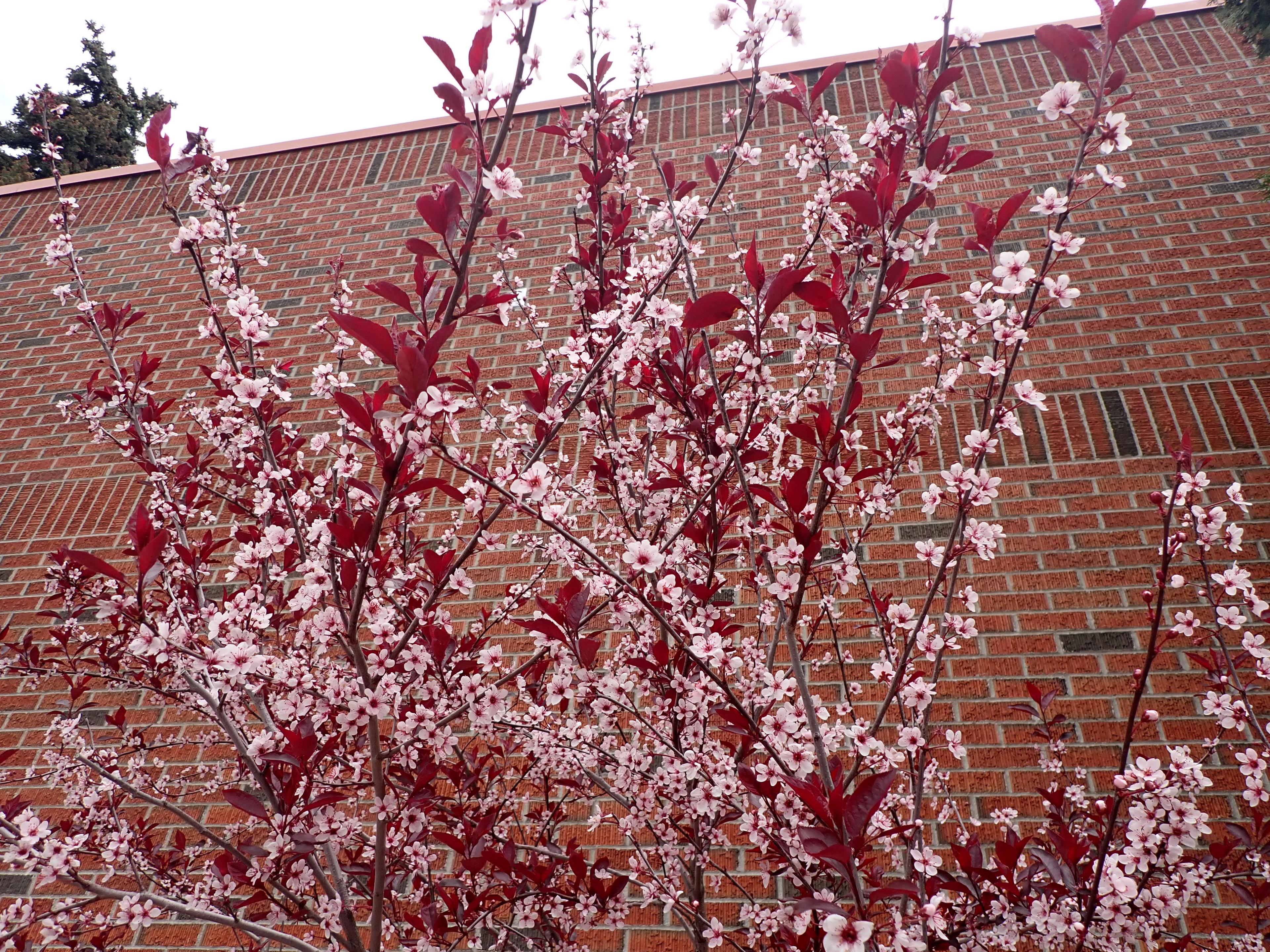 Purpleleaf Sand Cherry (Prunus X Cistena) — While these berries are attractive