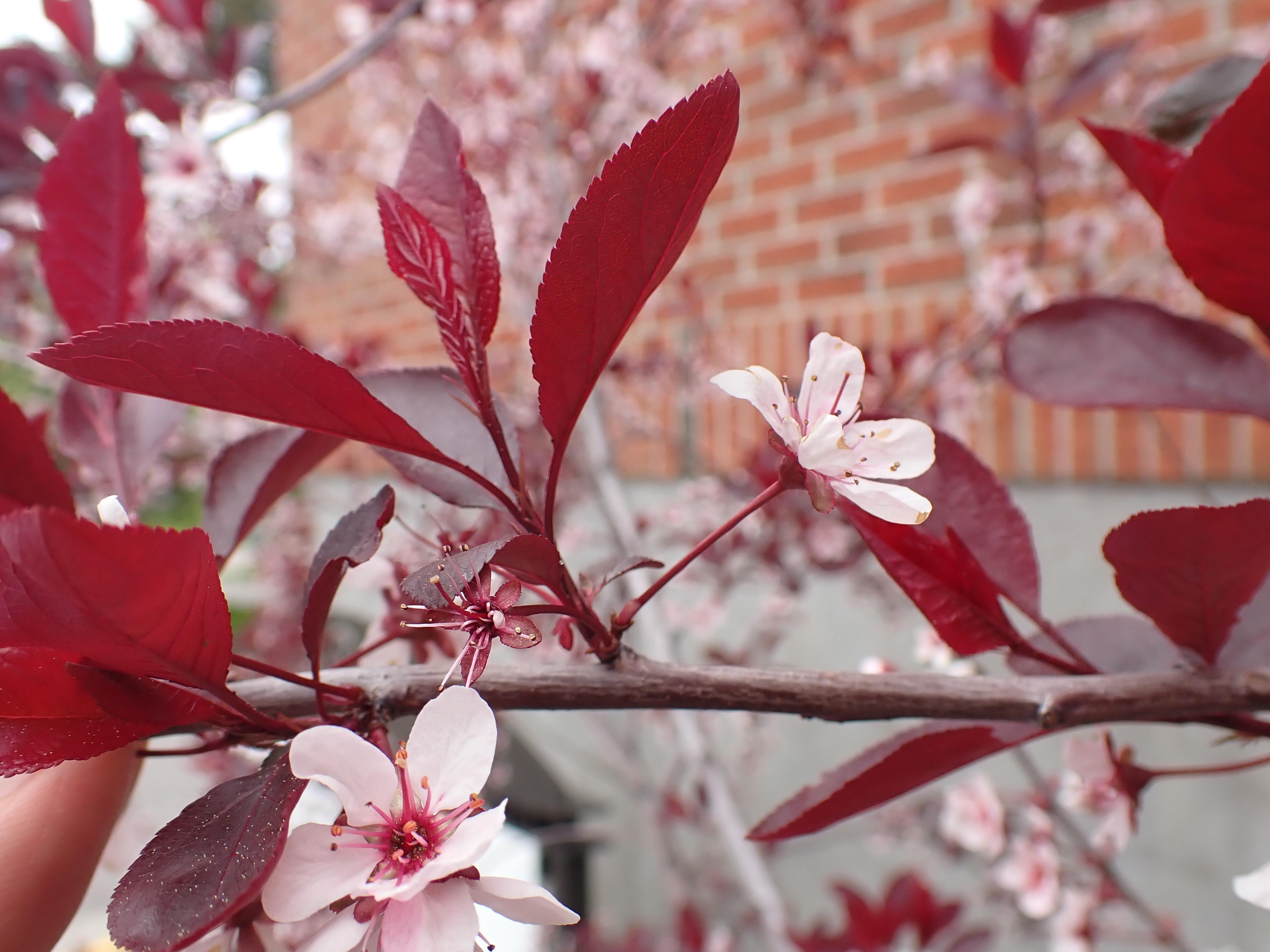 Purpleleaf Sand Cherry (Prunus X Cistena) — so preventive care is key; white flowers in the garden