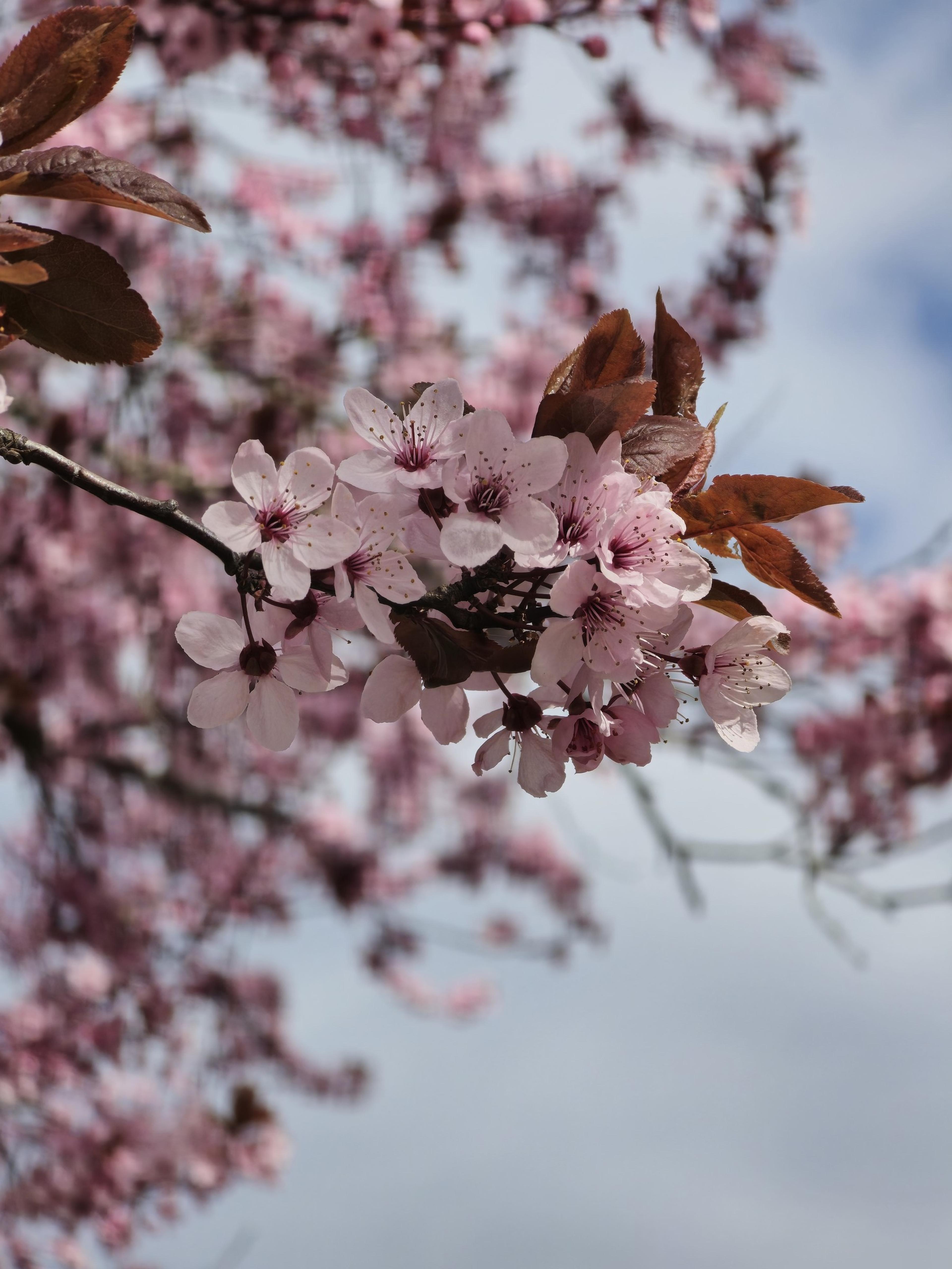 Purpleleaf Sand Cherry (Prunus X Cistena) — This hardy plant adds a splash of color to landscapes and requires pruning to maintain shape; due to susceptibility