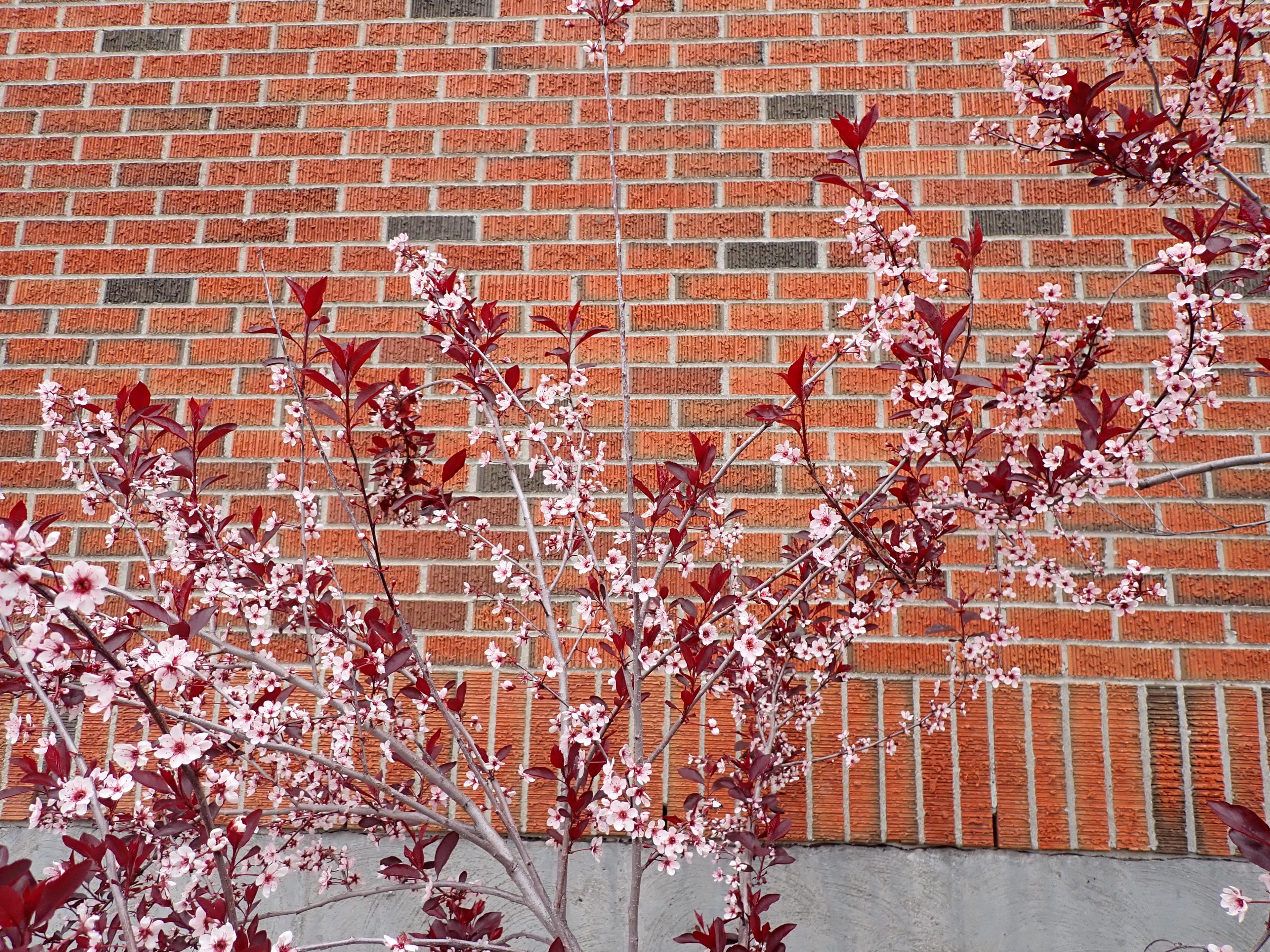 Purpleleaf Sand Cherry (Prunus X Cistena) — thriving in full sun to part shade and adapting to various soil types; you'll also be treated to an enticing