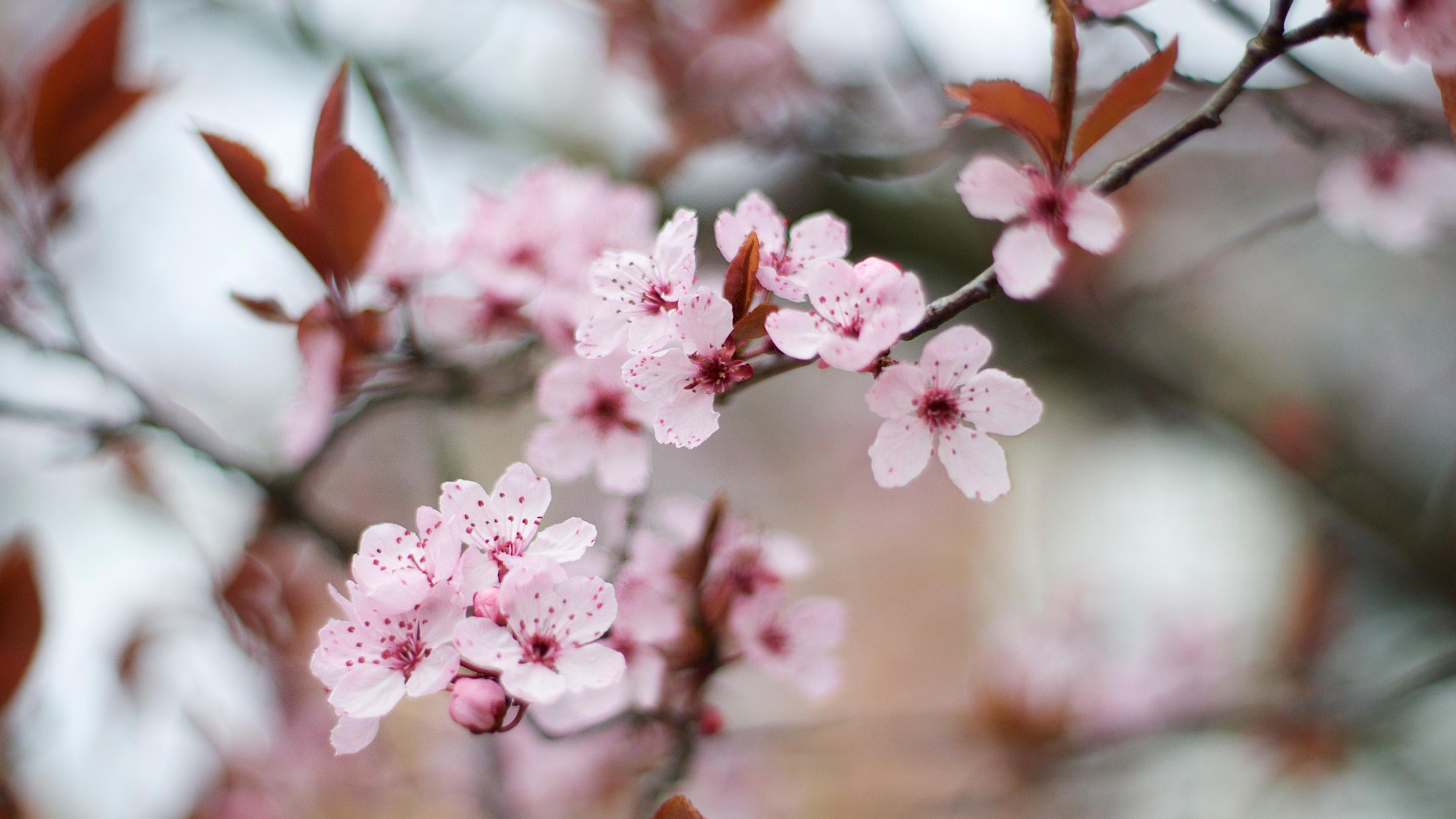 Purpleleaf Sand Cherry (Prunus X Cistena) — It performs best in USDA zones 3 to 7 and can tolerate a range of urban conditions