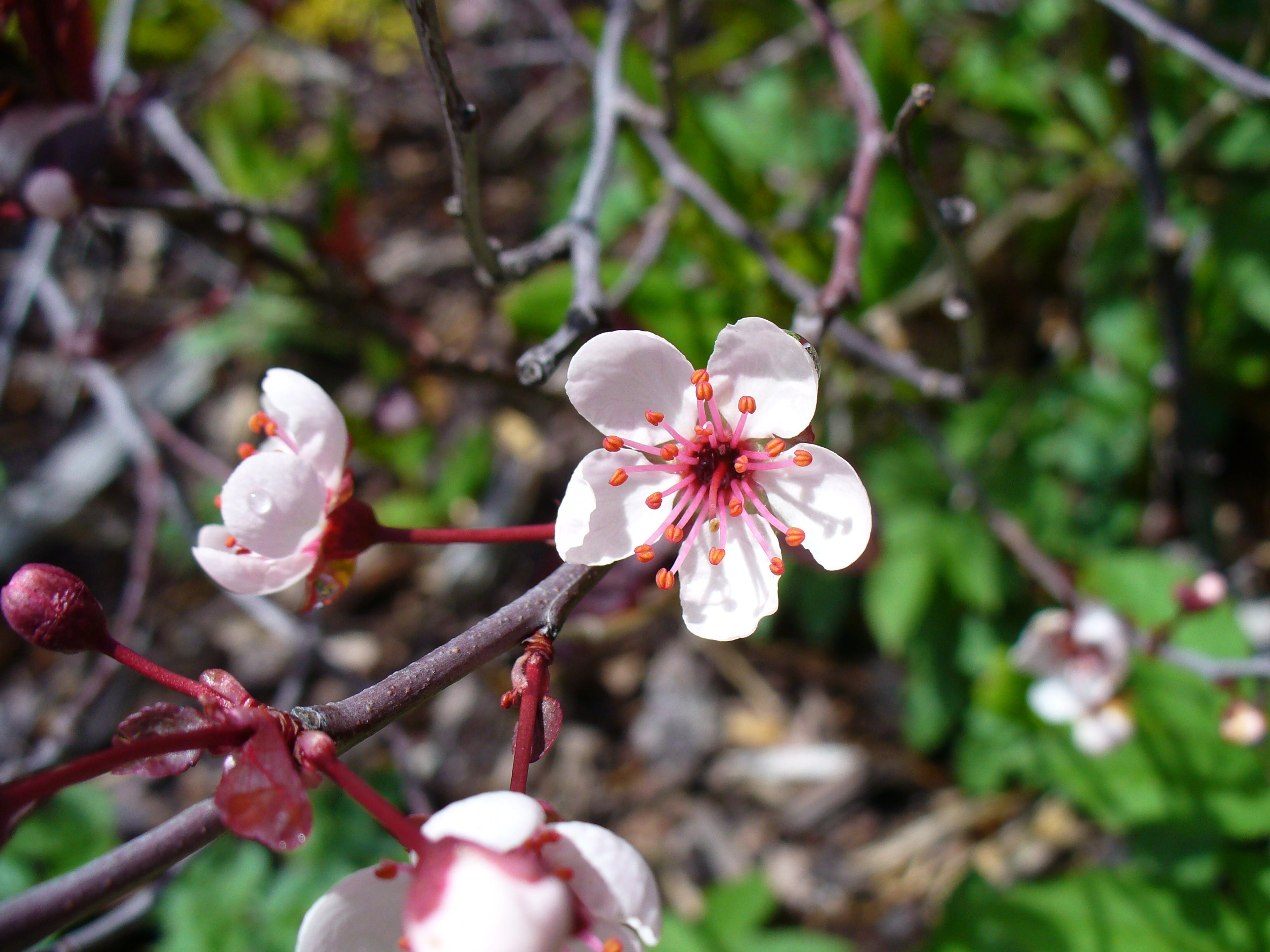 Purpleleaf Sand Cherry (Prunus X Cistena) — can grow to approximately 7 to 10 feet tall and equally as wide