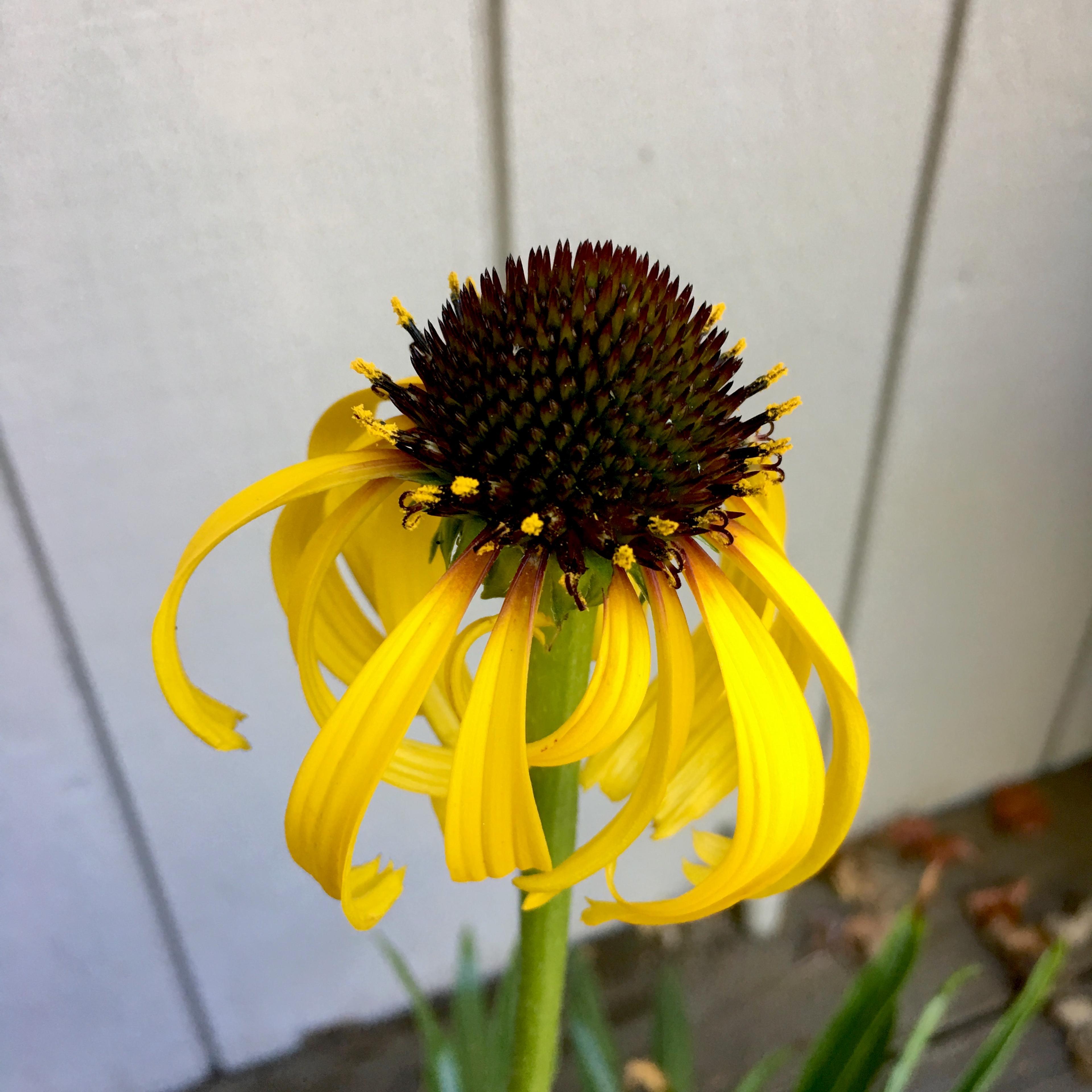Pale Purple Coneflower (Echinacea Paradoxa) — It flourishes in well-drained soils and once established
